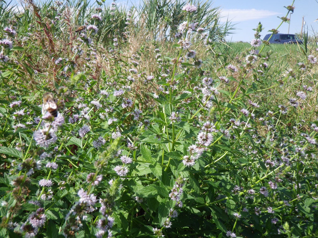 50 WHITE WOOD MINT Mentha Arvensis Wild Field Herb Flower Seeds - Image 5