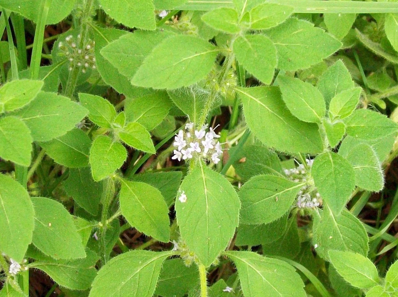 50 WHITE WOOD MINT Mentha Arvensis Wild Field Herb Flower Seeds - Image 7