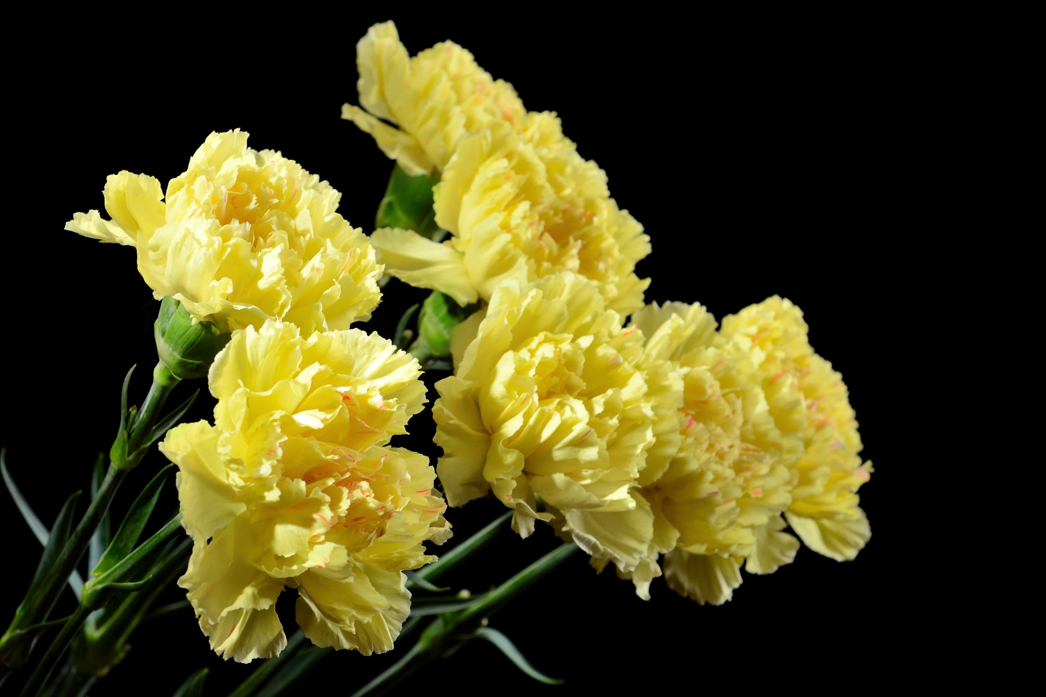 50 YELLOW CARNATION Dianthus Caryophyllus Grenadin Double Flower Seeds - Image 10