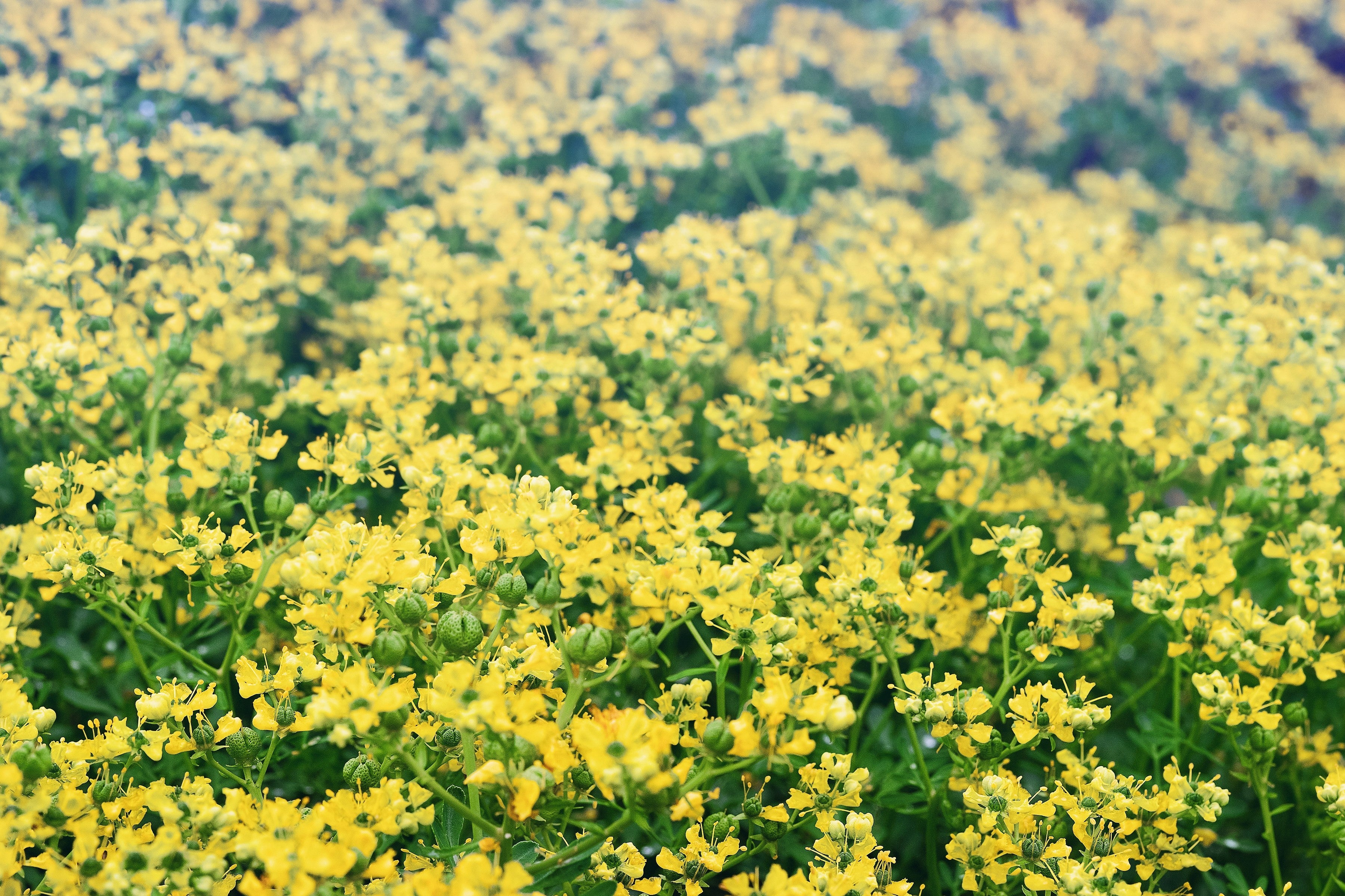 50 YELLOW RUE Herb of Grace Common Ruta Graveolens Fragrant Evergreen Flower Seeds - Image 7