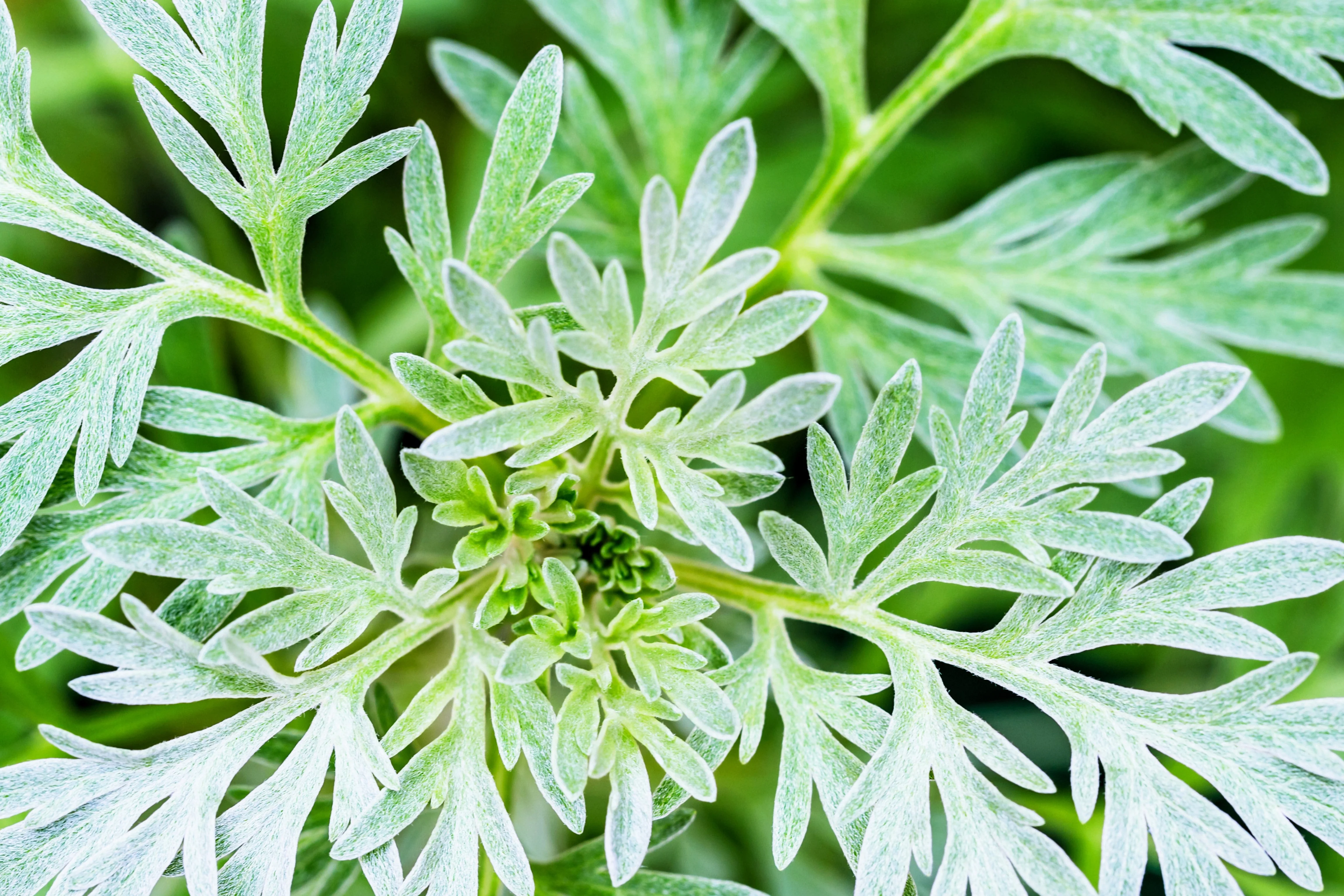 500 ABSINTHE WORMWOOD Common Artemisia Absinthium Green Ginger Herb Flower Seeds - Image 7