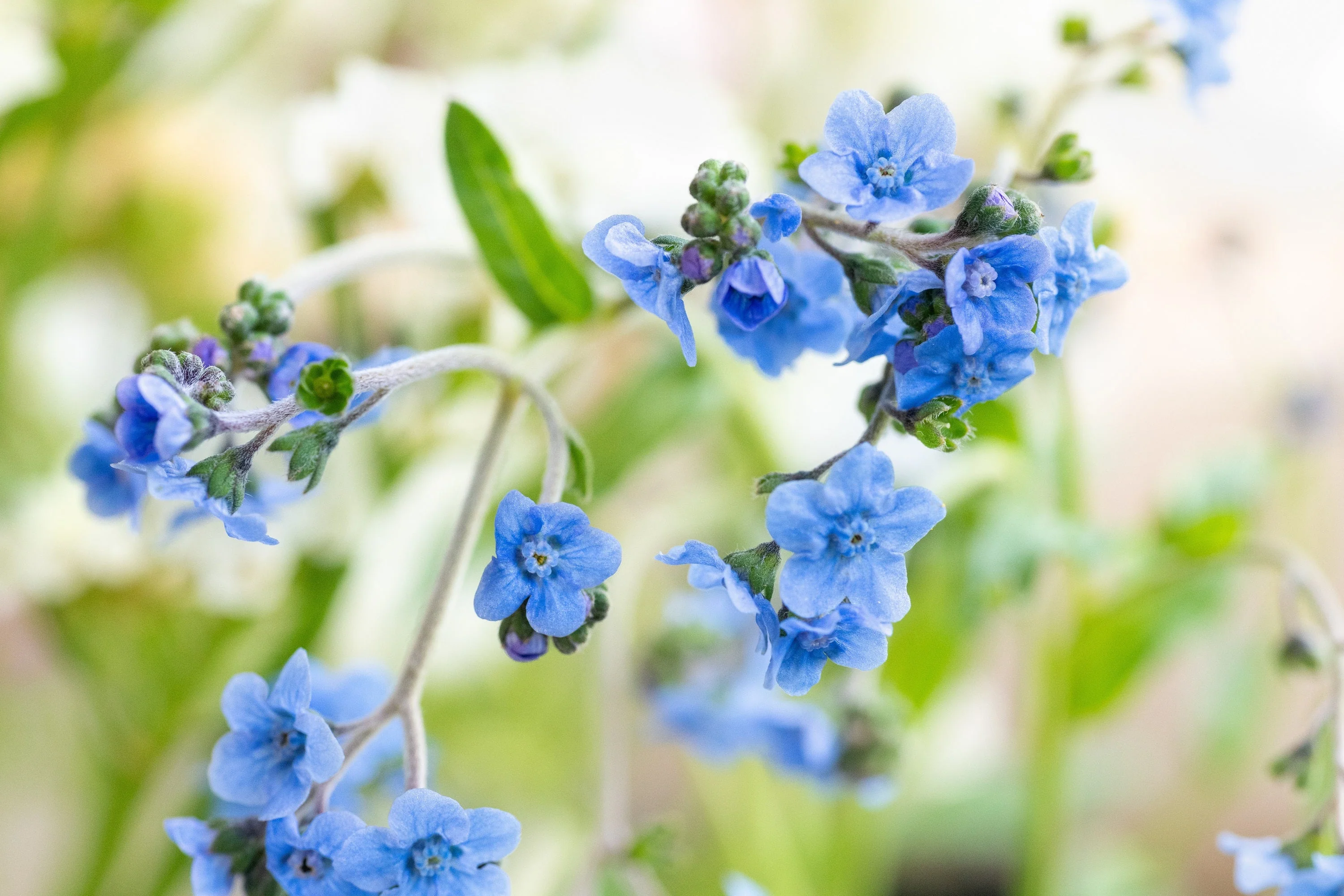 500 Blue Chinese FORGET ME NOT (Hounds Tongue) Cynoglossum Amabile Flower Seeds - Image 5