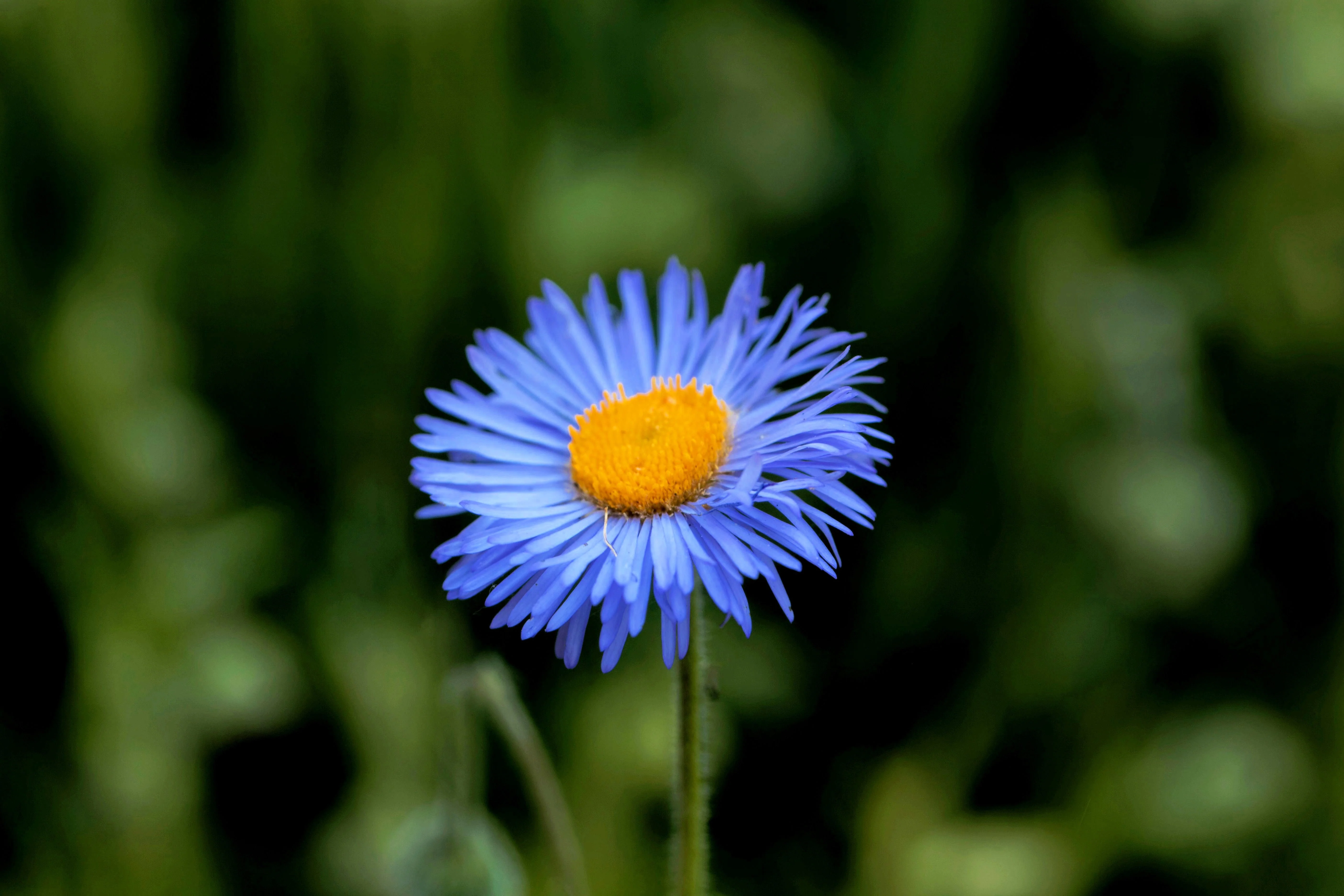 500 BLUE FLEABANE DAISY (Dainty Daisy / Aspen Fleabane / Oregon Fleabane) Erigeron Speciosus Flower Seeds - Image 4