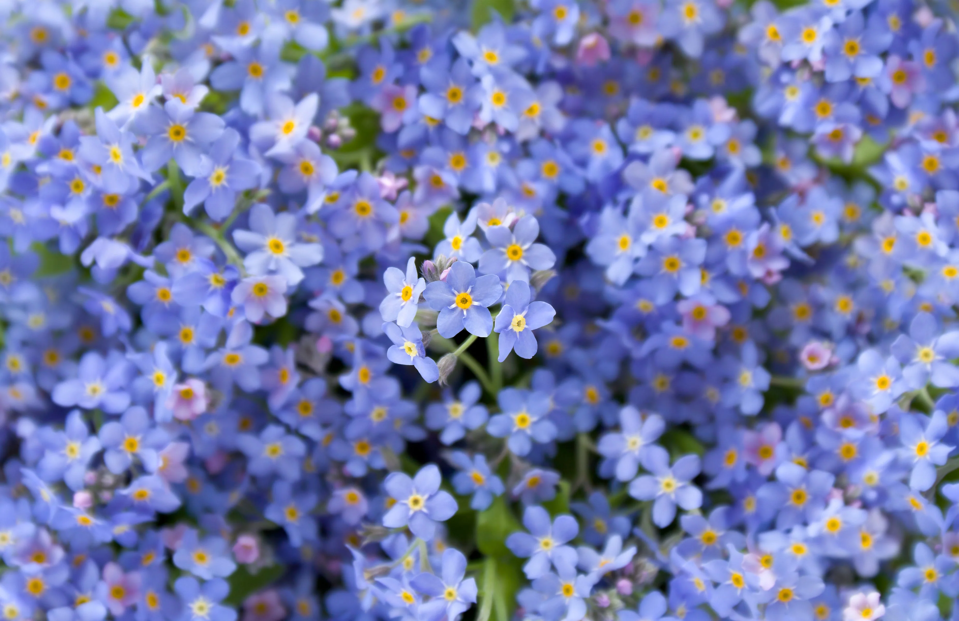 500 Blue FORGET ME NOT Myosotis Sylvatica Shade or Sun Perennial Flower Seeds - Image 5