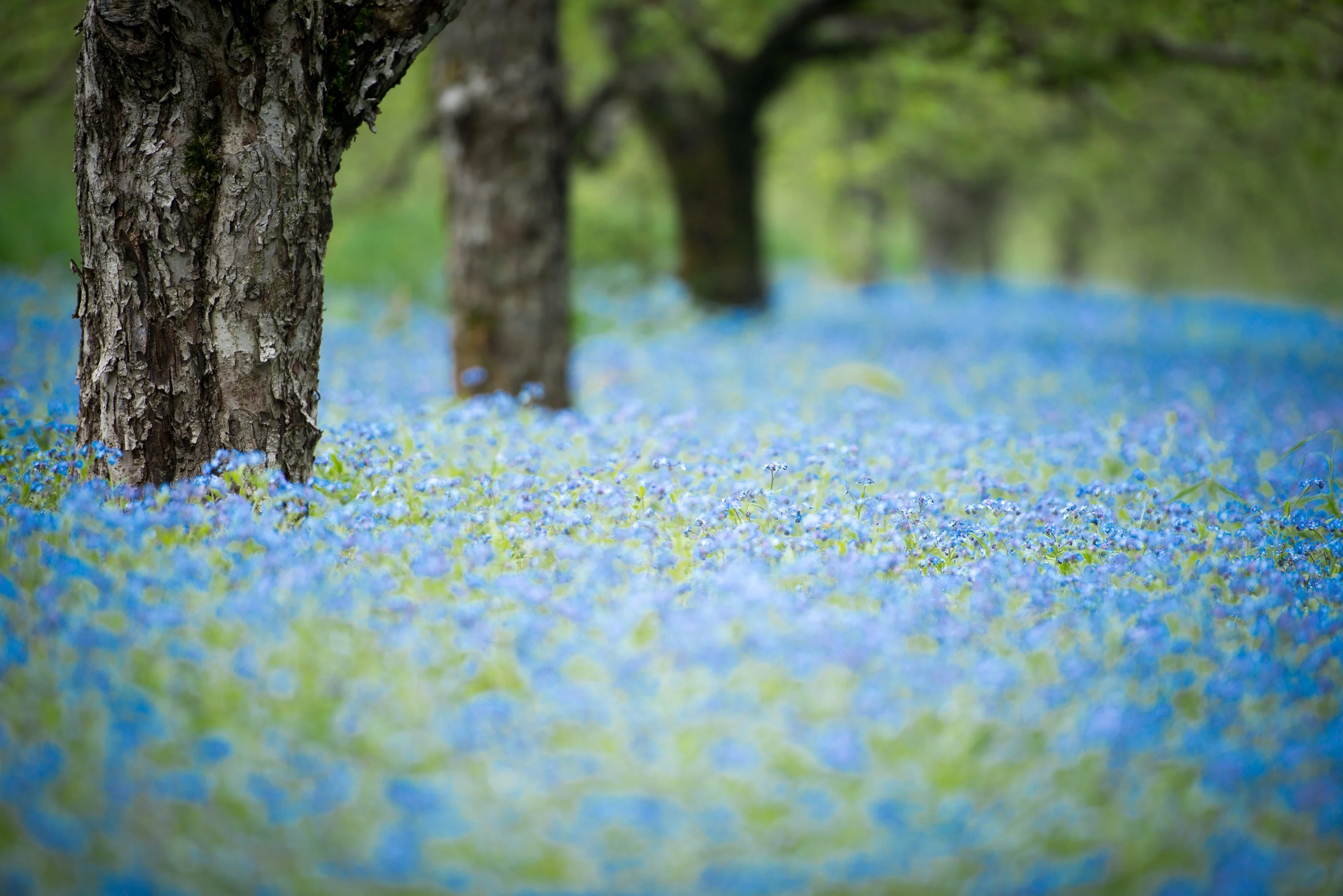 500 Blue FORGET ME NOT Myosotis Sylvatica Shade or Sun Perennial Flower Seeds - Image 7