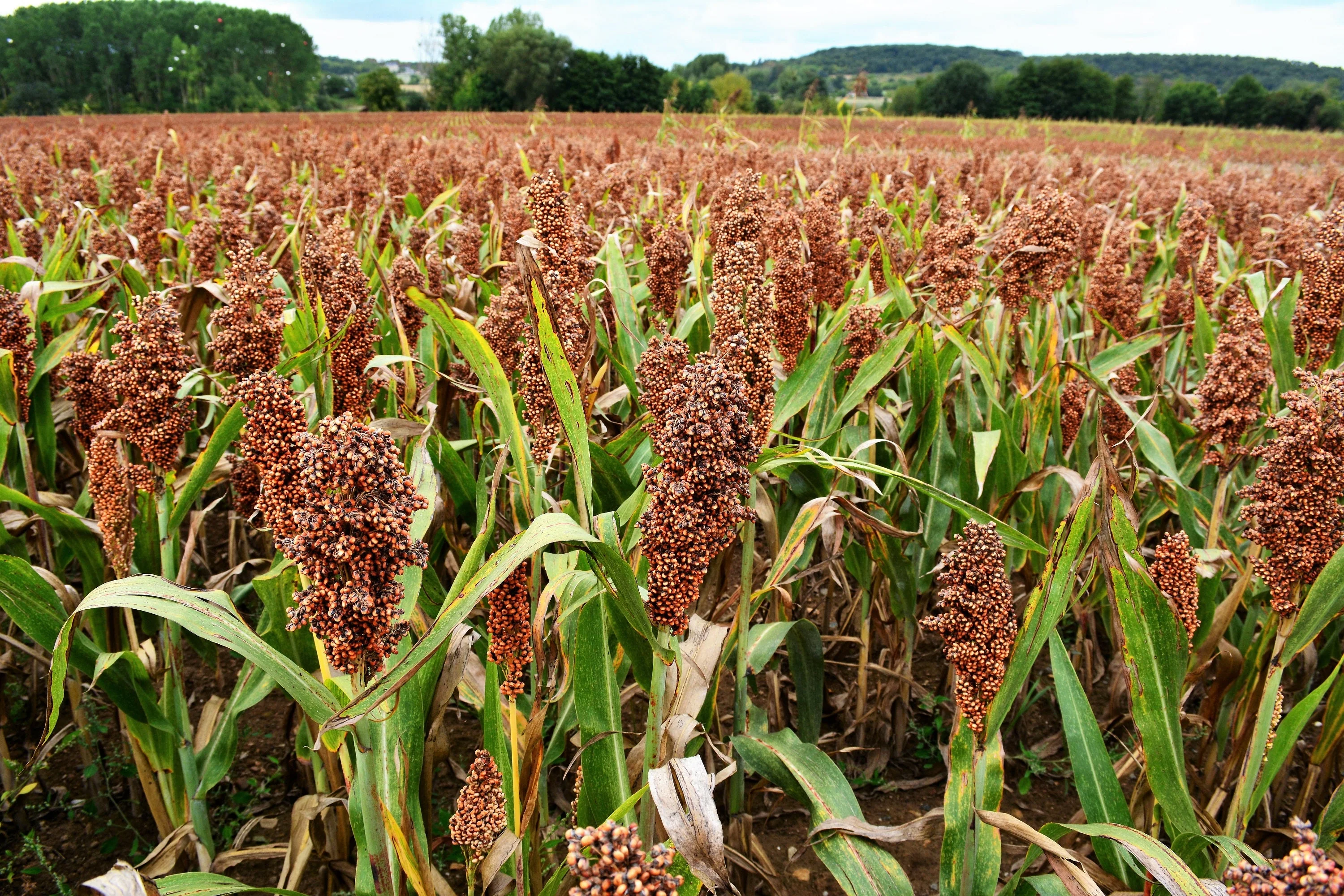 500 BROWNTOP MILLET Urochloa Ramosa Panicum Brachiaria Brown Top Dixie Signalgrass Nurse Cover Forage Wildlife Food Plot Grain Birdseed Erosion Ornamental Grass Seeds - Image 2