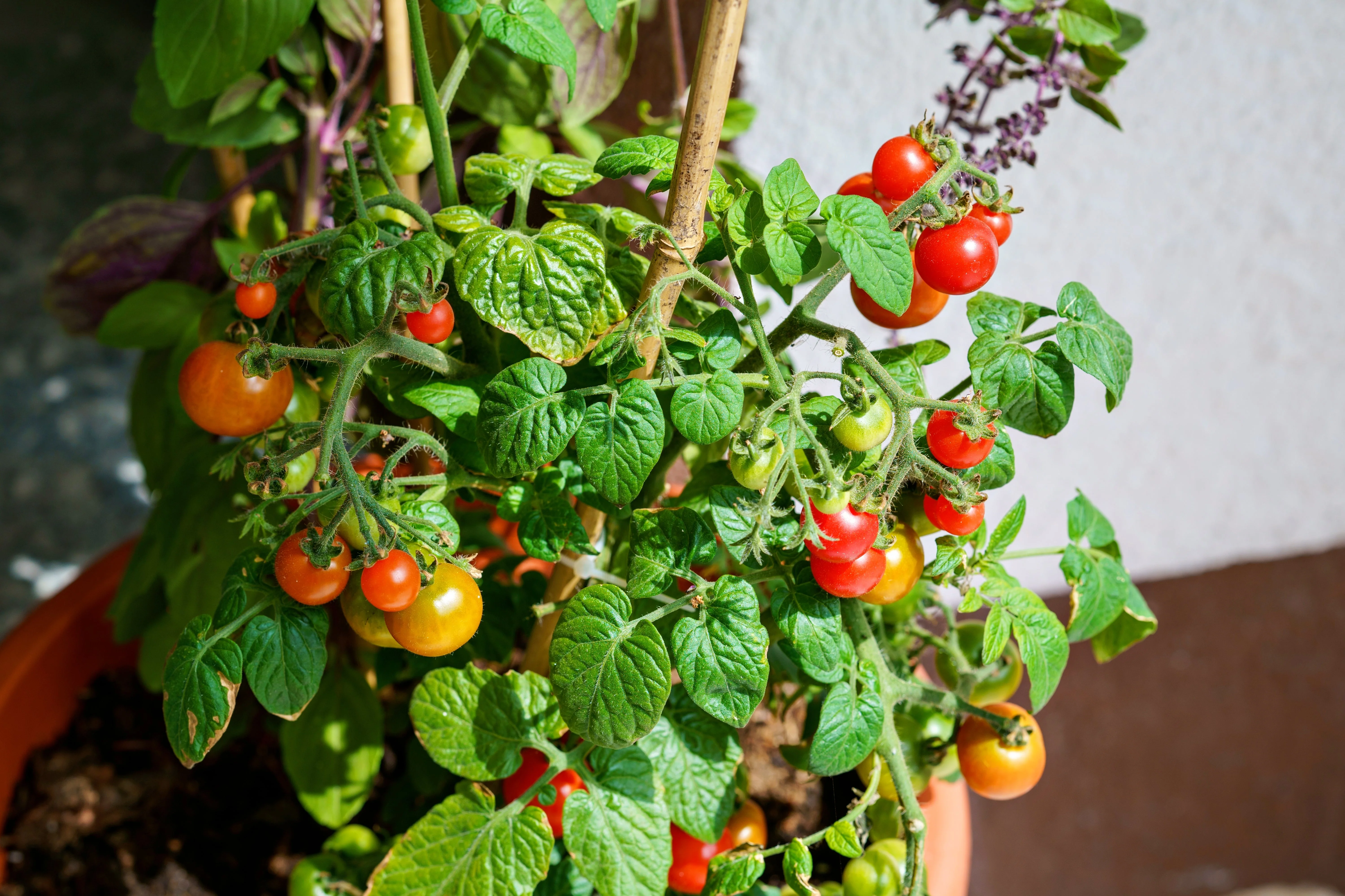 500 BULK Dwarf Cherry TOMATO TINY TIM Solanum Lycoperscium Red Fruit Seeds - Image 5
