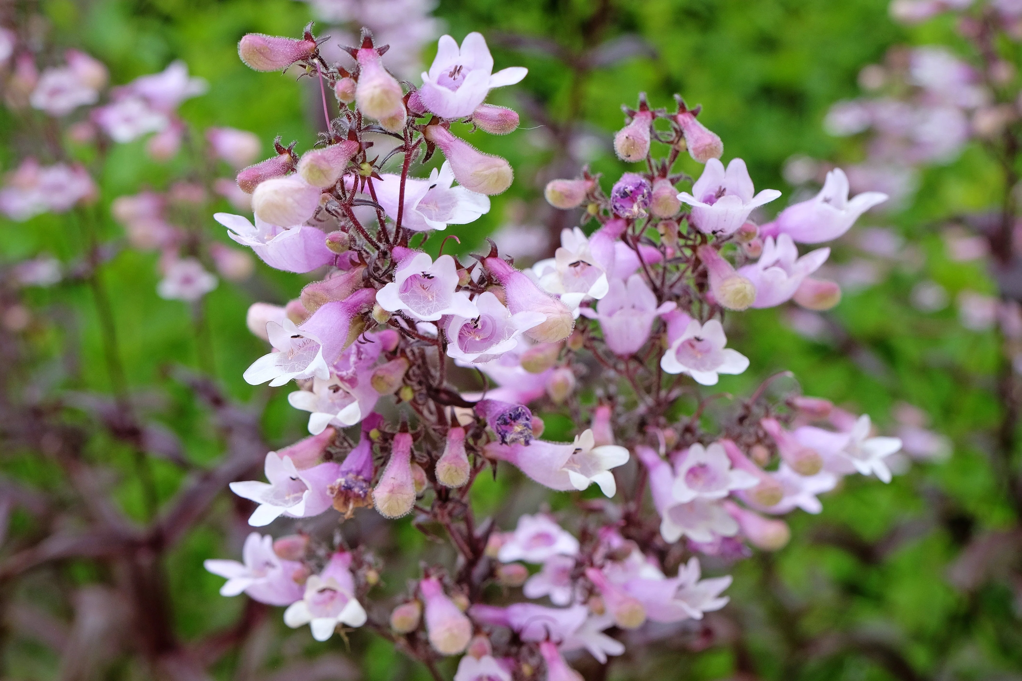 500 CALICO BEARDTONGUE (Smooth Beardtongue / Eastern Beardtongue) Penstemon Calycosus Flower Seeds - Image 3