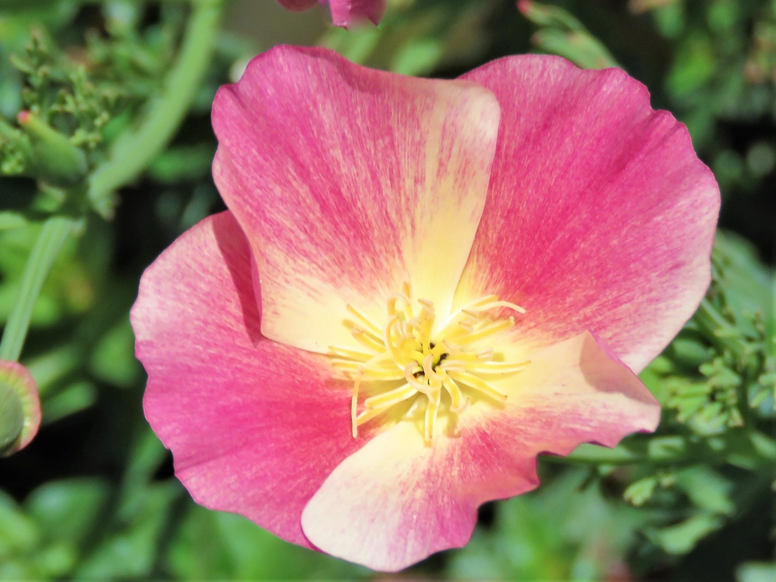 500 CARMINE King CALIFORNIA POPPY Pink Eschscholzia Californica Flower Seeds - Image 2