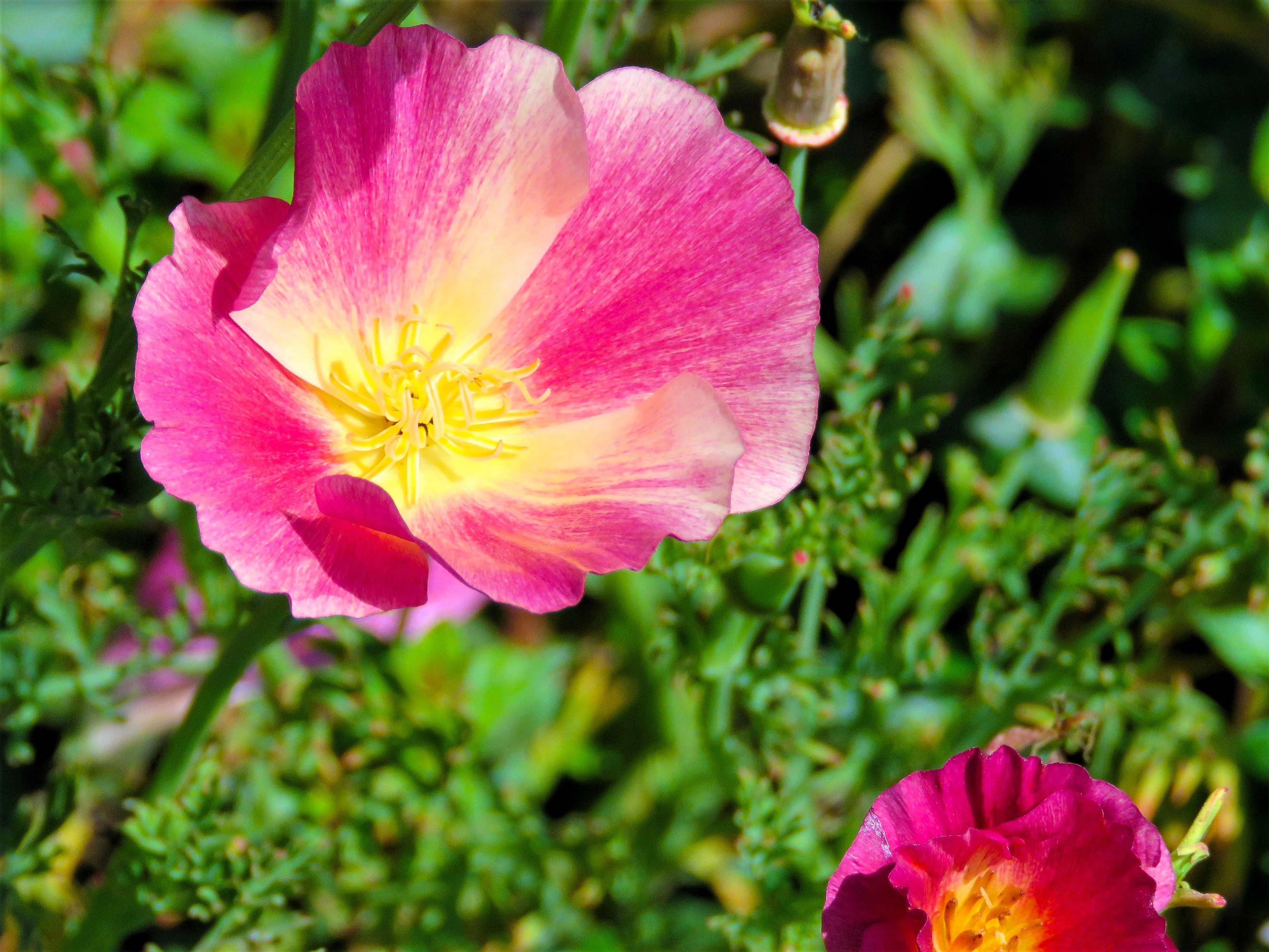 500 CARMINE King CALIFORNIA POPPY Pink Eschscholzia Californica Flower Seeds - Image 8
