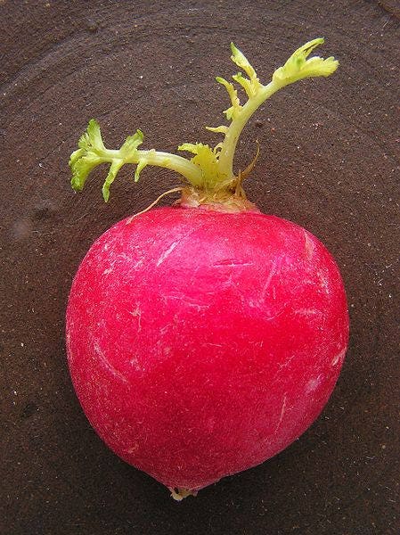 500 CHAMPION RADISH Sweet Scarlet Red Raphanus Sativus Root Vegetable Seeds - Image 4