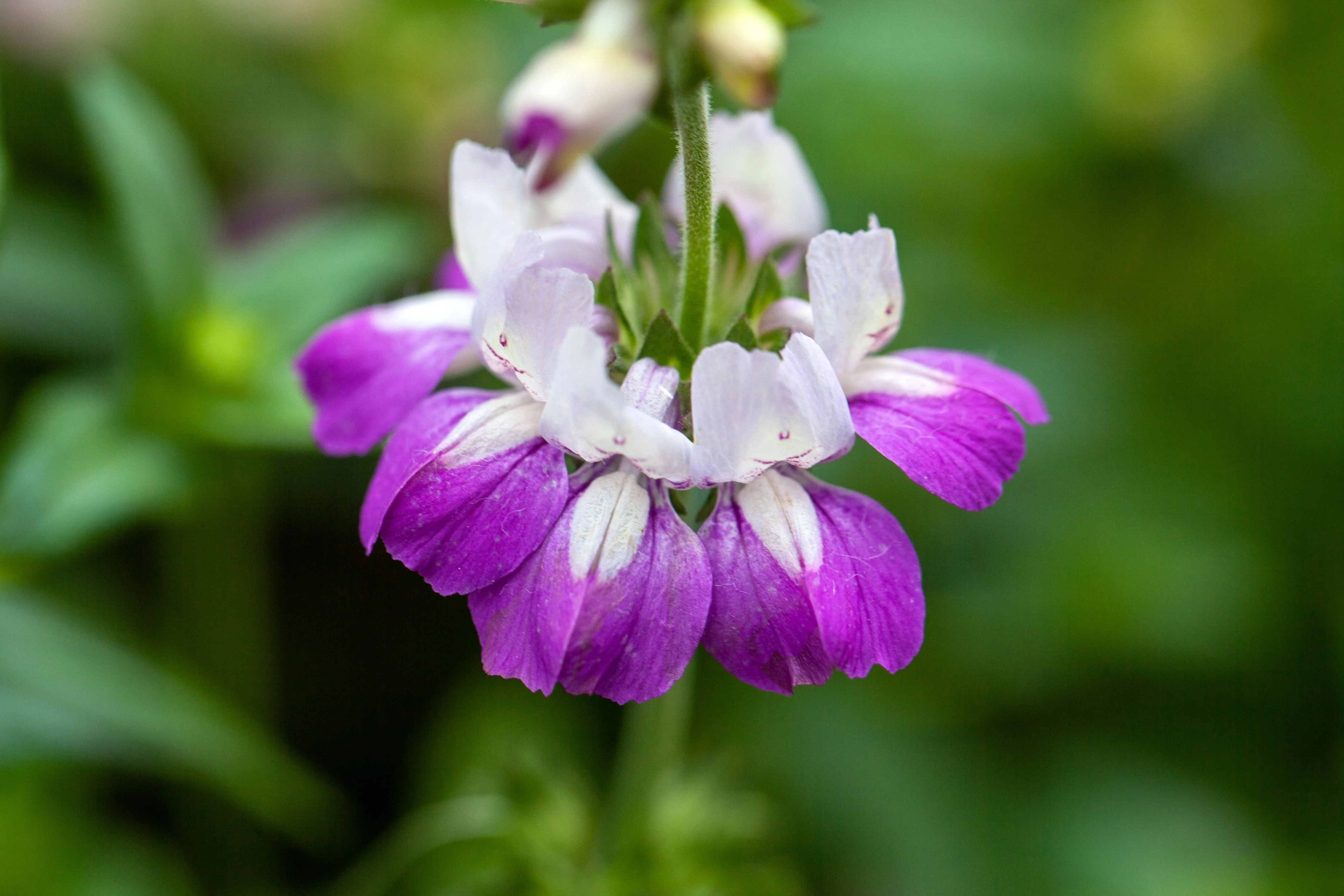 500 CHINESE HOUSES Pagodas Collinsia Heterophylla Flower Seeds - Image 4