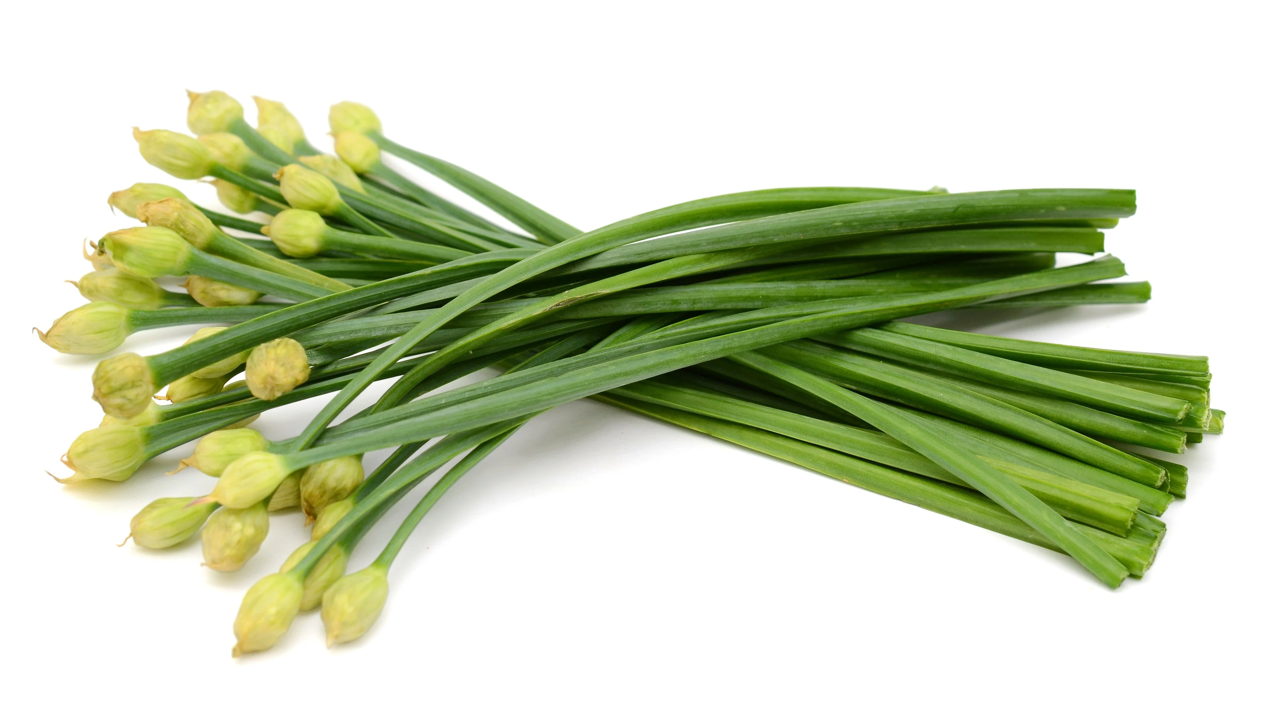 500 CHINESE LEEK (Oriental Garlic / Garlic Chives / Chinese Chives / Flat Chives) Allium Tuberosum Vegetable Seeds - Image 4