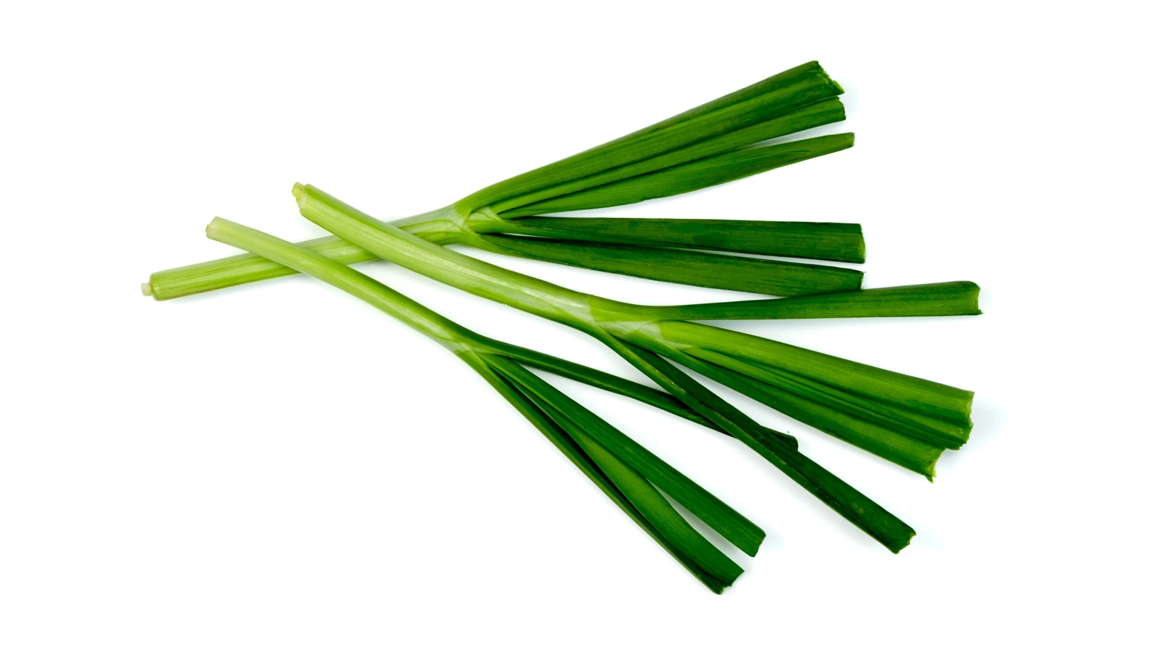 500 CHINESE LEEK (Oriental Garlic / Garlic Chives / Chinese Chives / Flat Chives) Allium Tuberosum Vegetable Seeds - Image 5