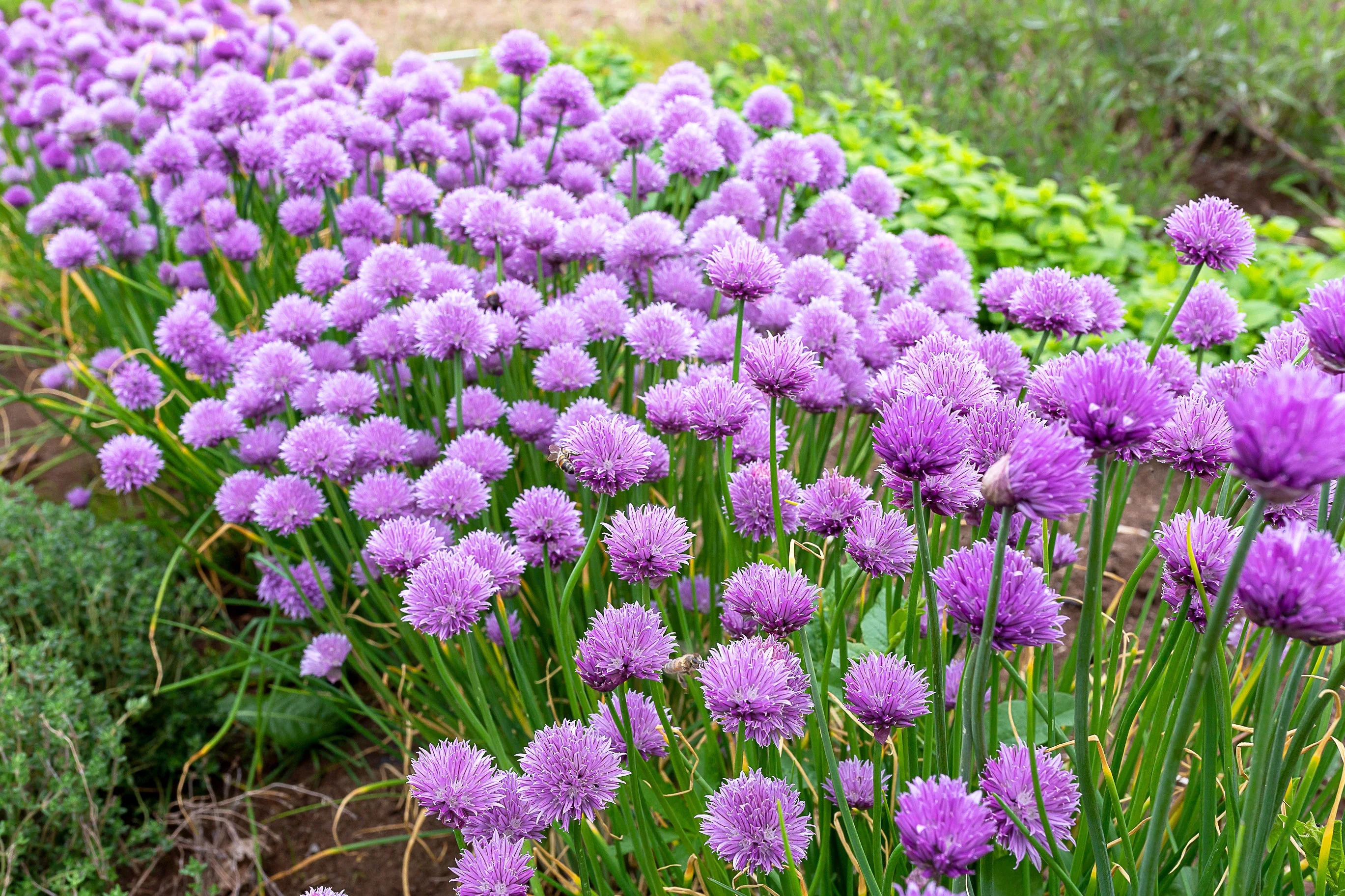 500 CHIVE Allium Schoenoprasum Vegetable Seeds - Image 3