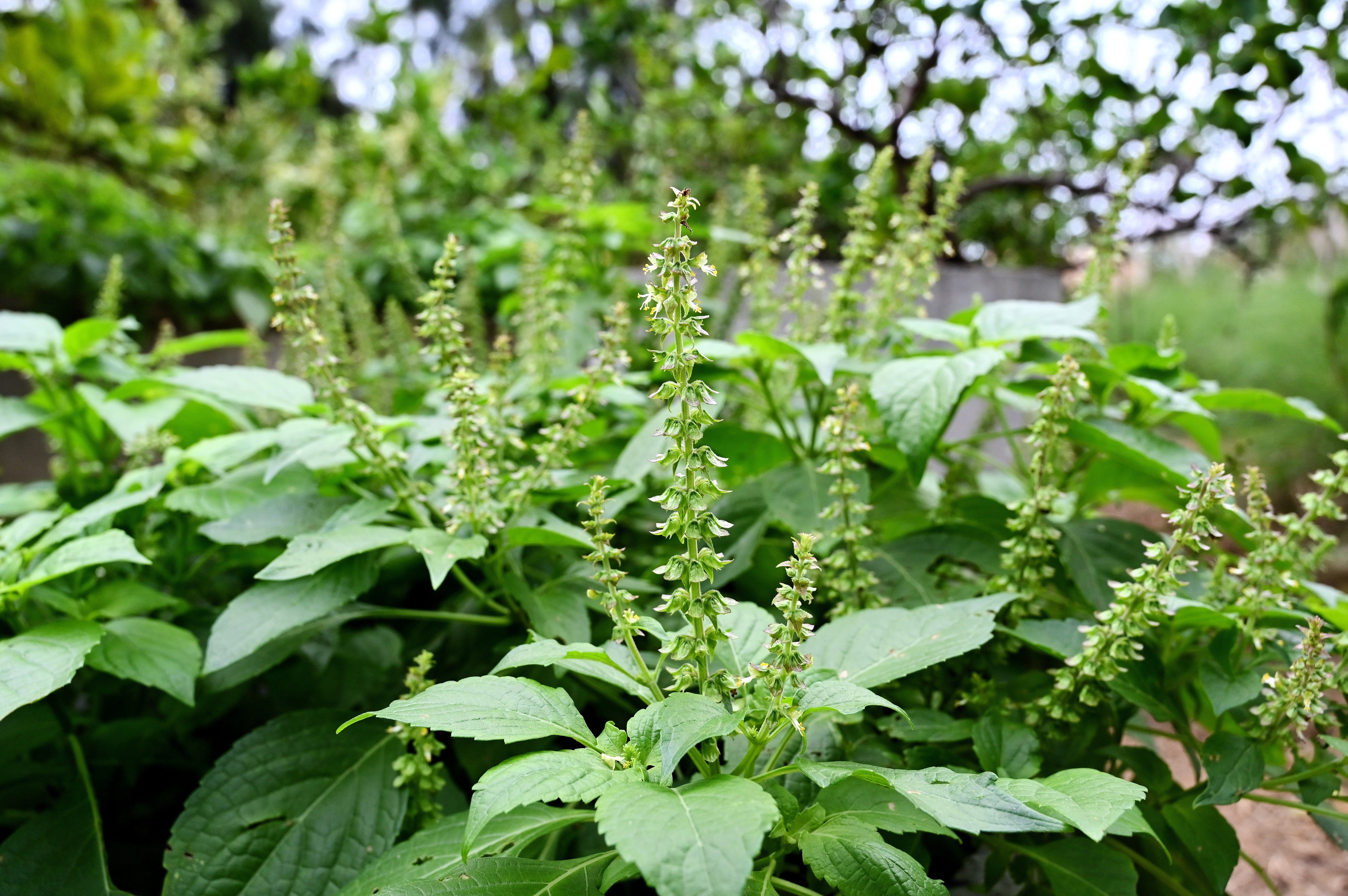 500 CLOVE BASIL Ocimum Basilicum Herb Flower Seeds - Image 2