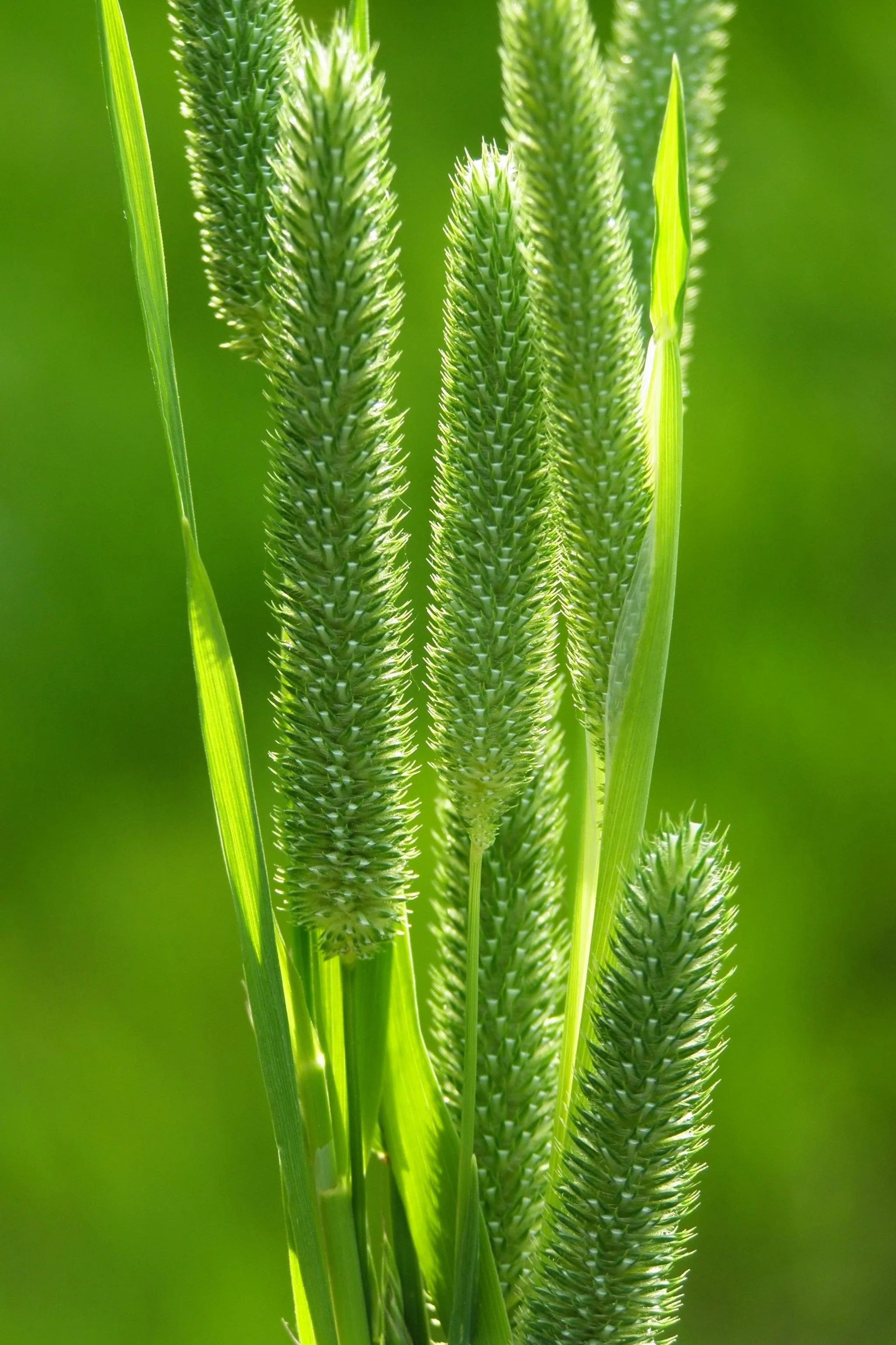 500 DERBY TIMOTHY GRASS Ornamental Phleum Pratense Seeds - Image 4