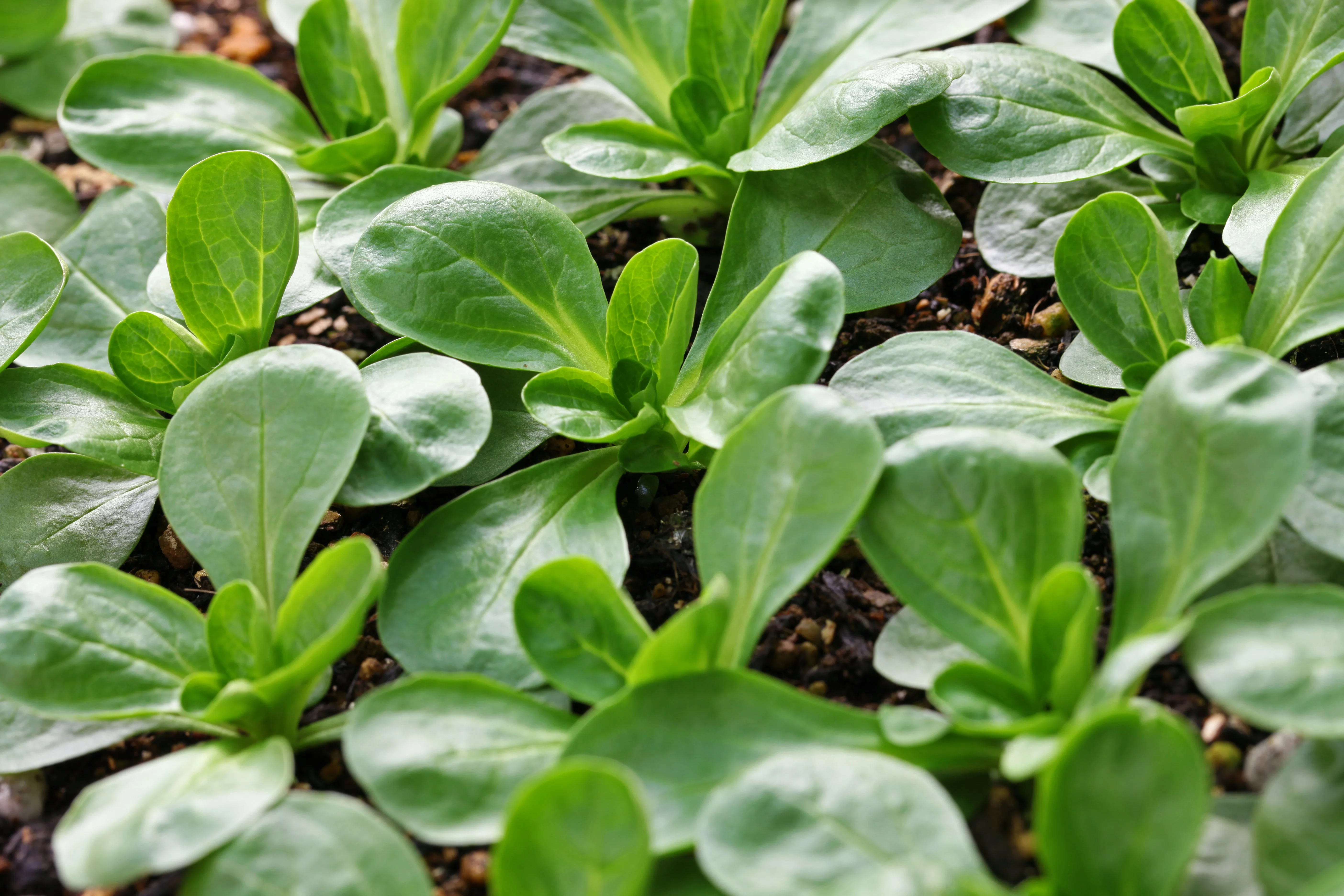 500 Dutch CORN SALAD Lambs Lettuce Valerianella Locusta Herb Vegetable Seeds - Image 11