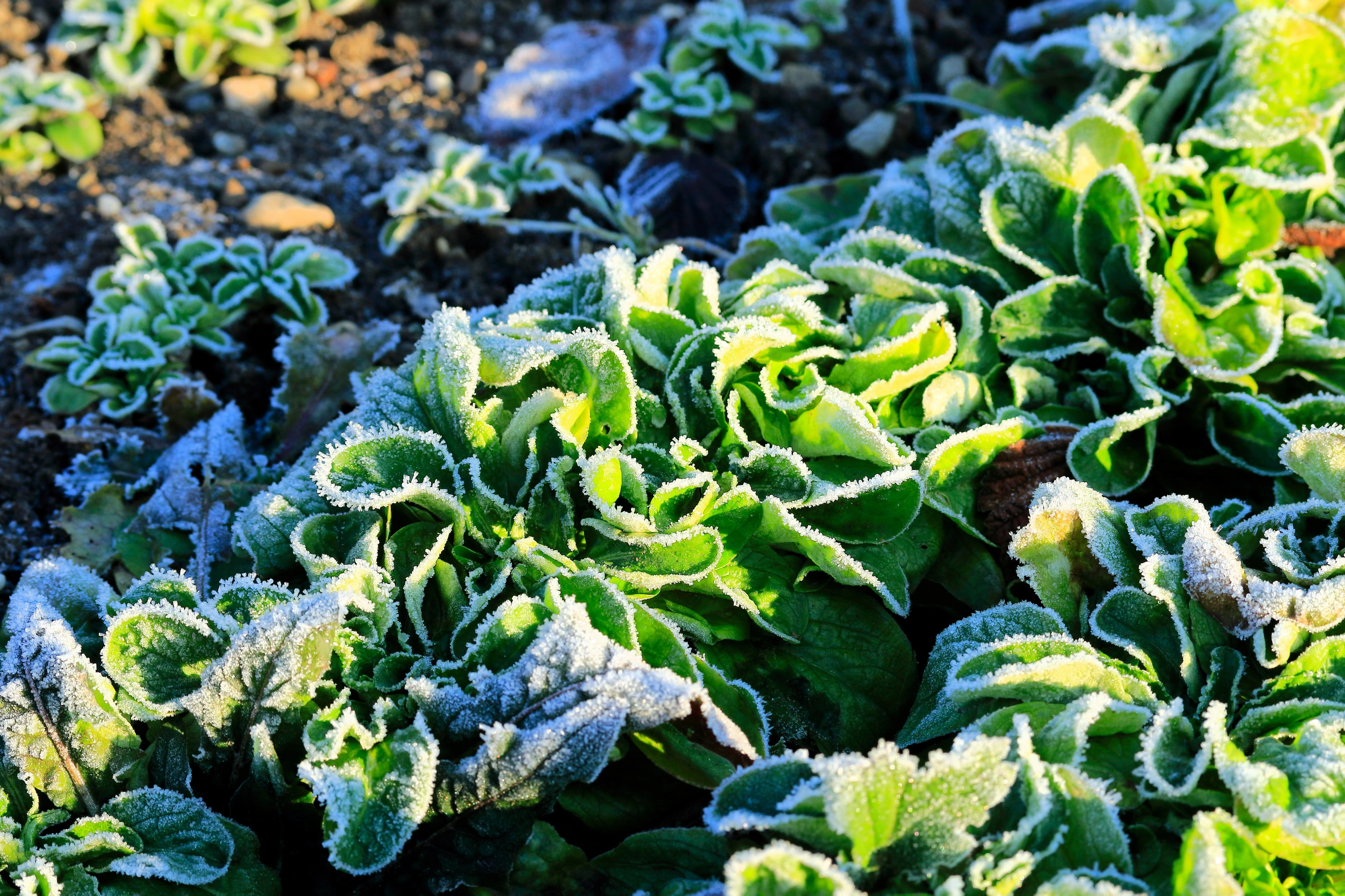 500 Dutch CORN SALAD Lambs Lettuce Valerianella Locusta Herb Vegetable Seeds - Image 4