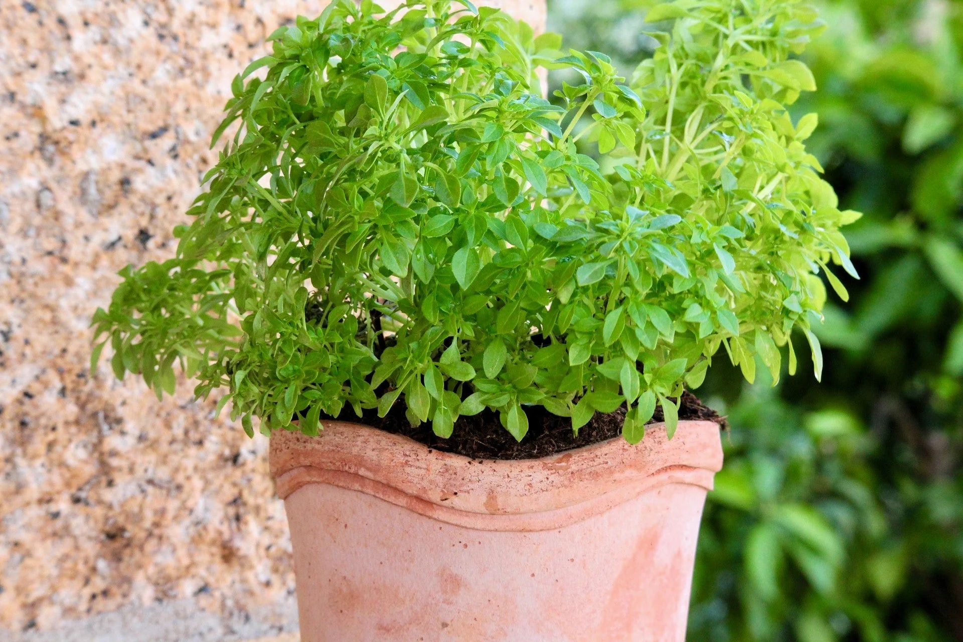 500 DWARF GREEK BASIL Ocimum Basilicum Fragrant Spicy Small Bright Green Leaf Herb Seeds - Image 10