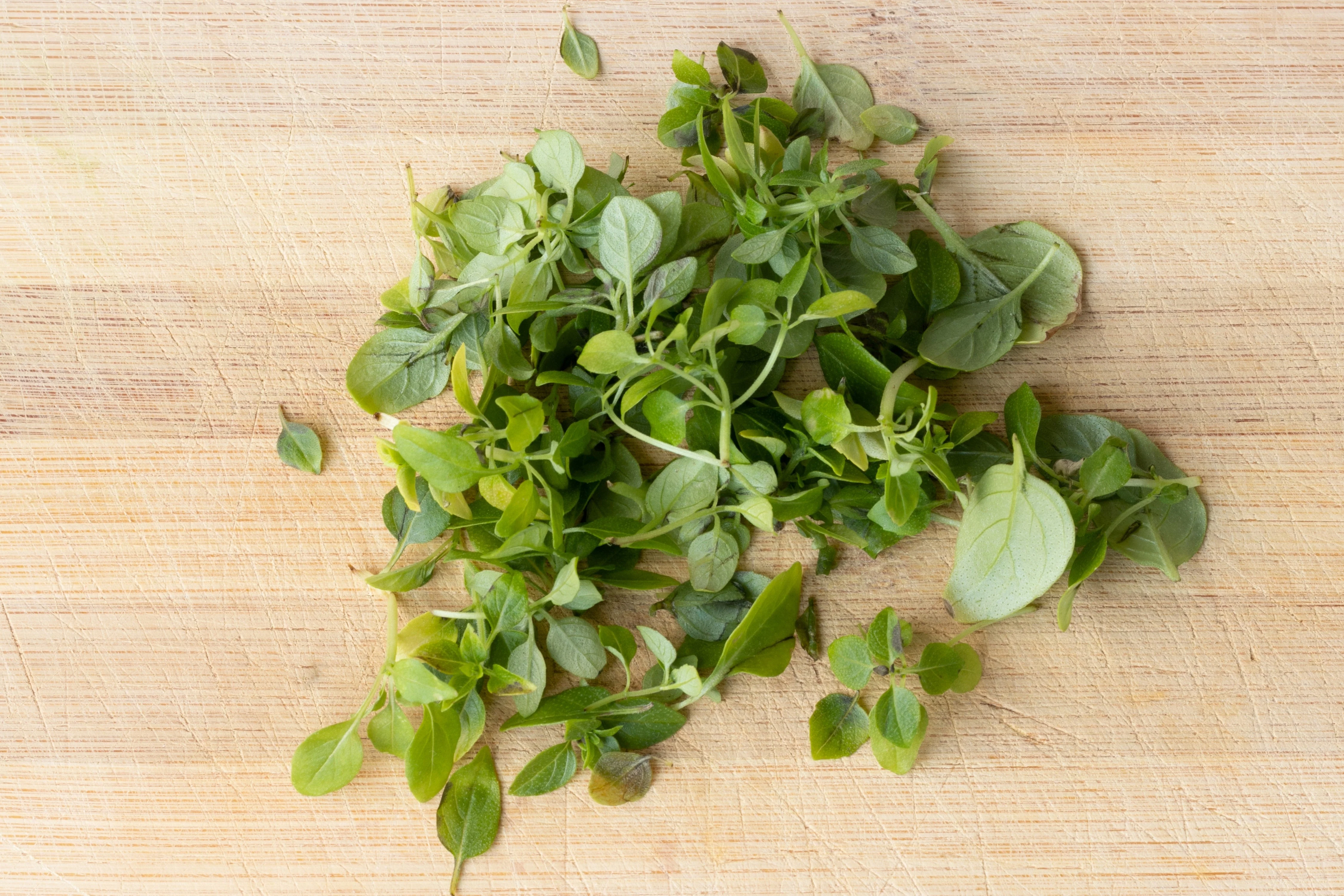 500 DWARF GREEK BASIL Ocimum Basilicum Fragrant Spicy Small Bright Green Leaf Herb Seeds - Image 3