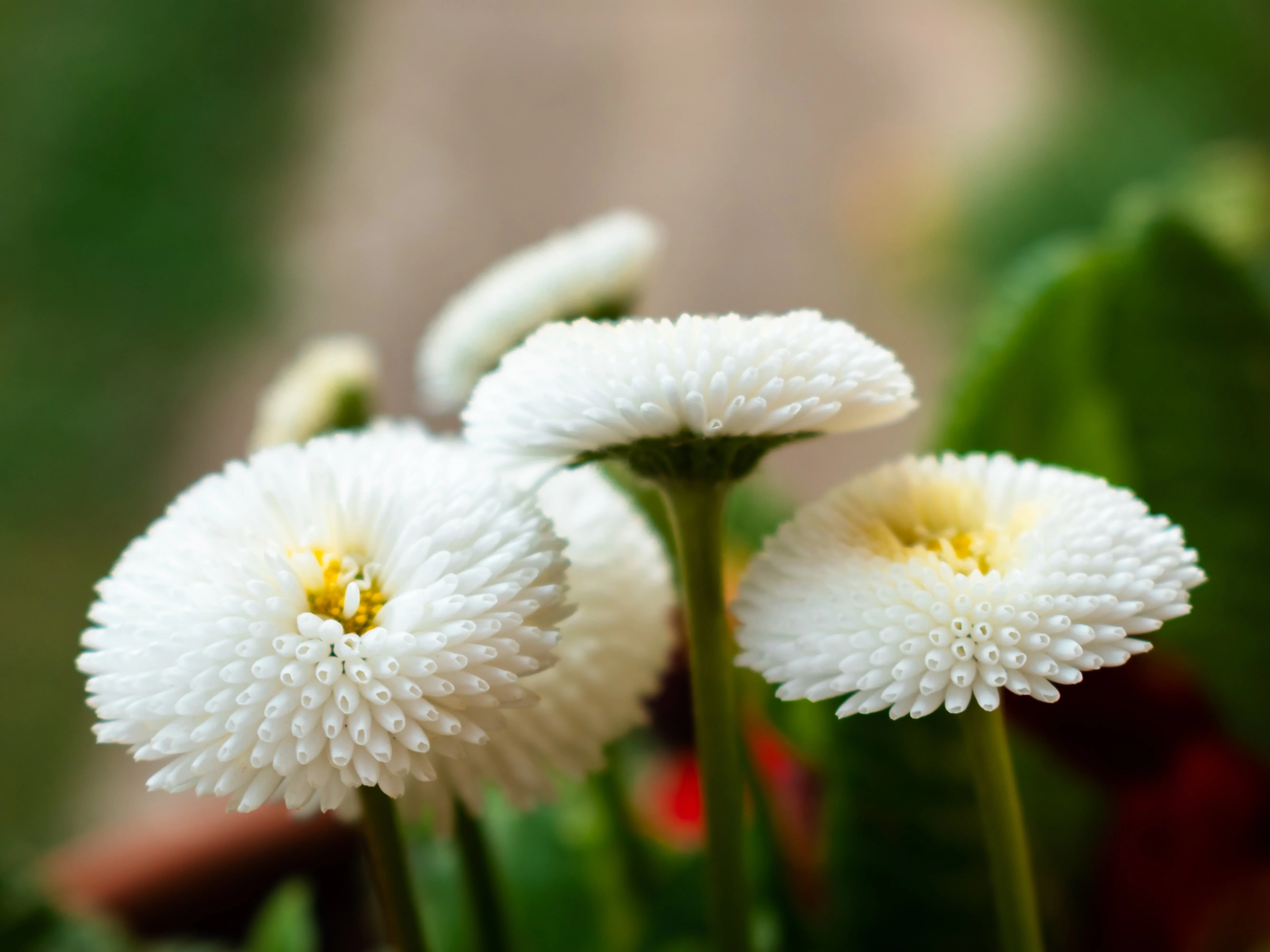 500 Dwarf WHITE ENGLISH DAISY Bellis Perennis Flower Seeds - Image 8