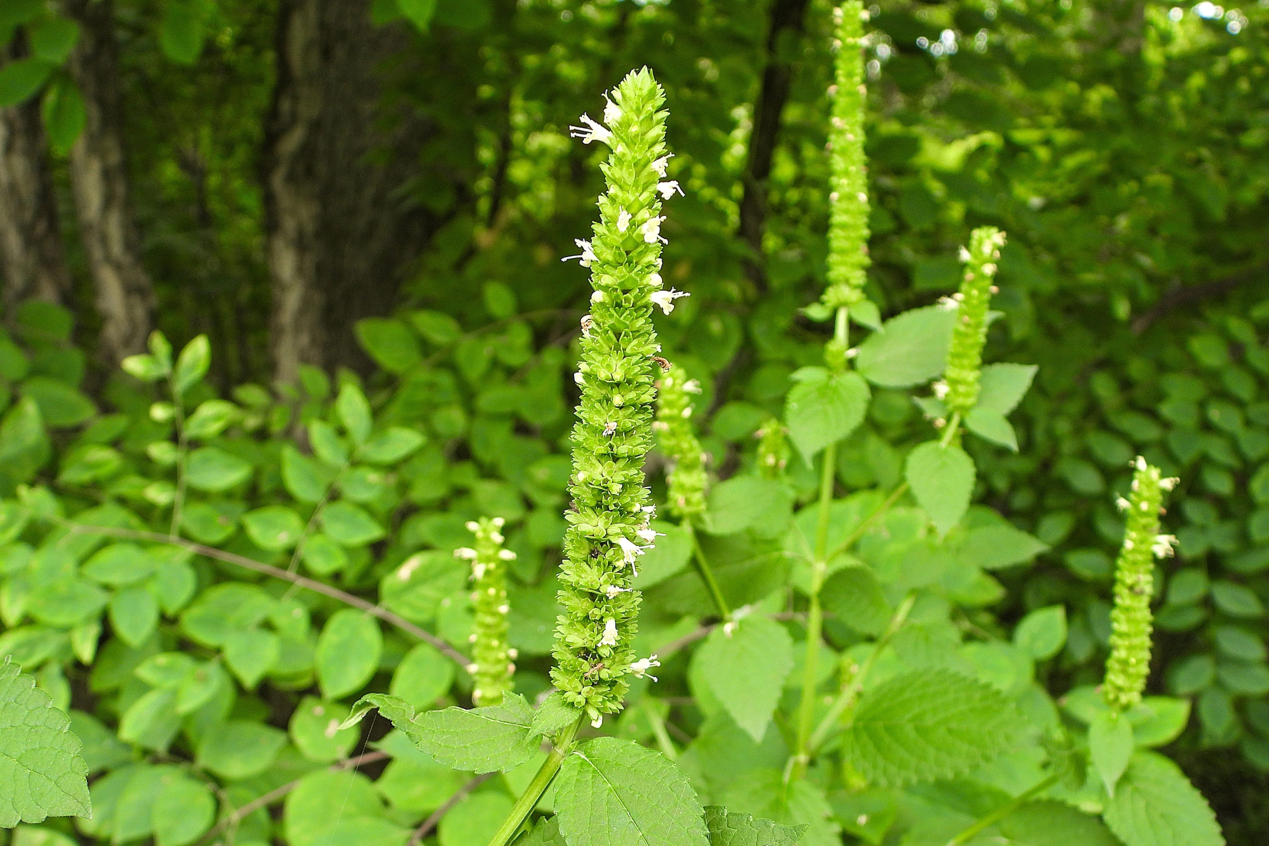 500 GIANT YELLOW HYSSOP Agastache Nepetoides Herb Flower Seeds - Image 8