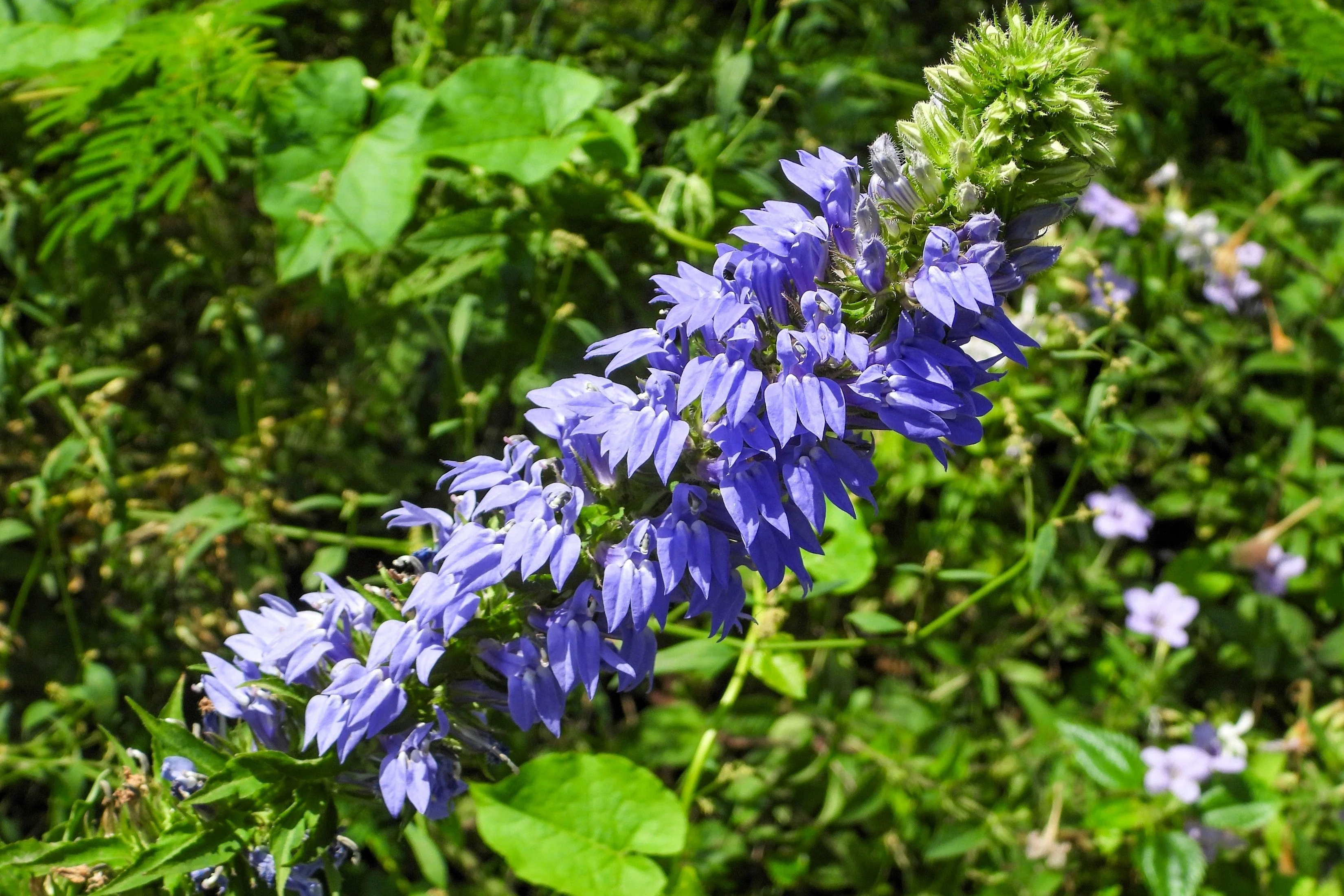 500 GREAT BLUE LOBELIA Lobelia Siphilitica Flower Seeds - Image 8