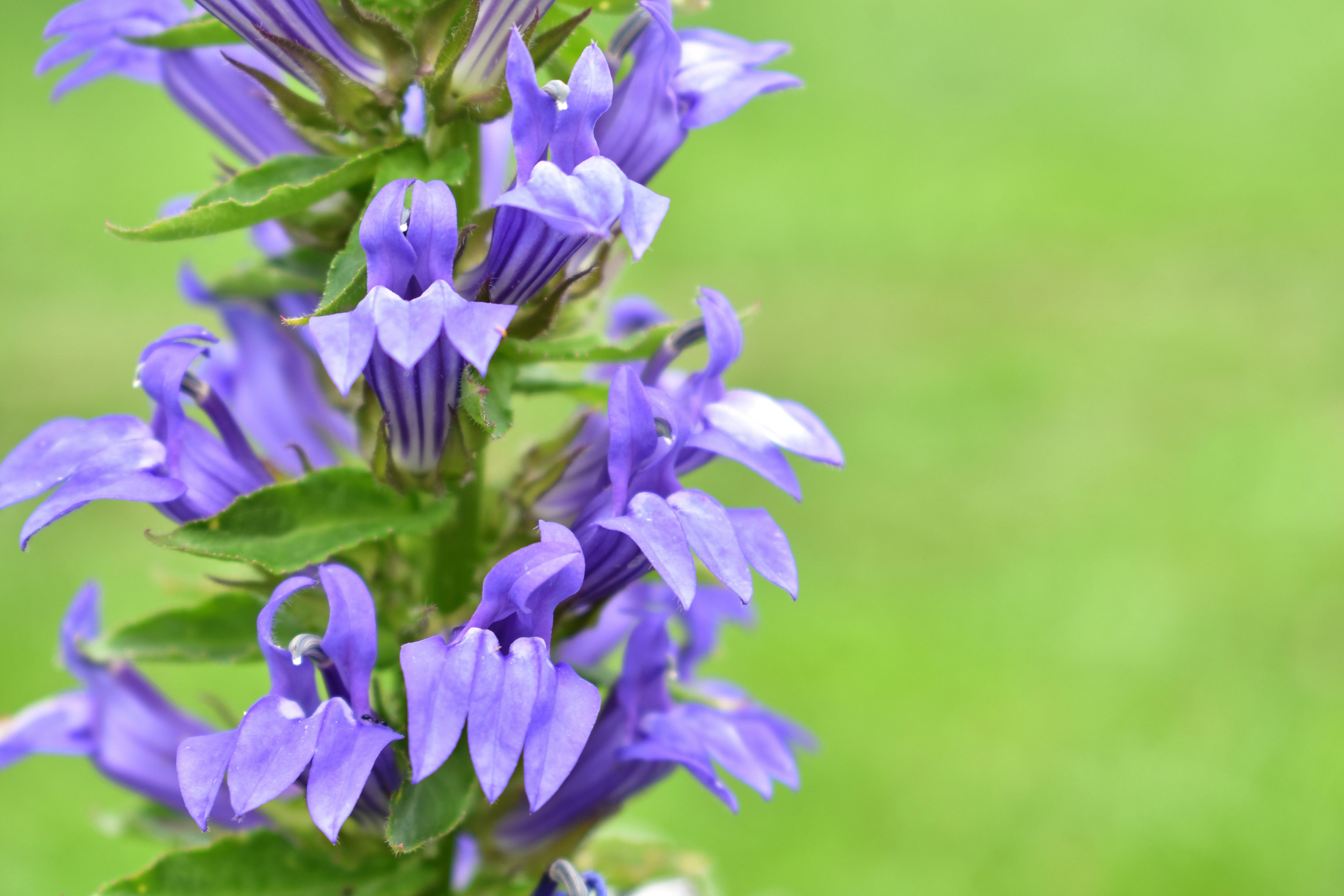 500 GREAT BLUE LOBELIA Lobelia Siphilitica Flower Seeds - Image 9
