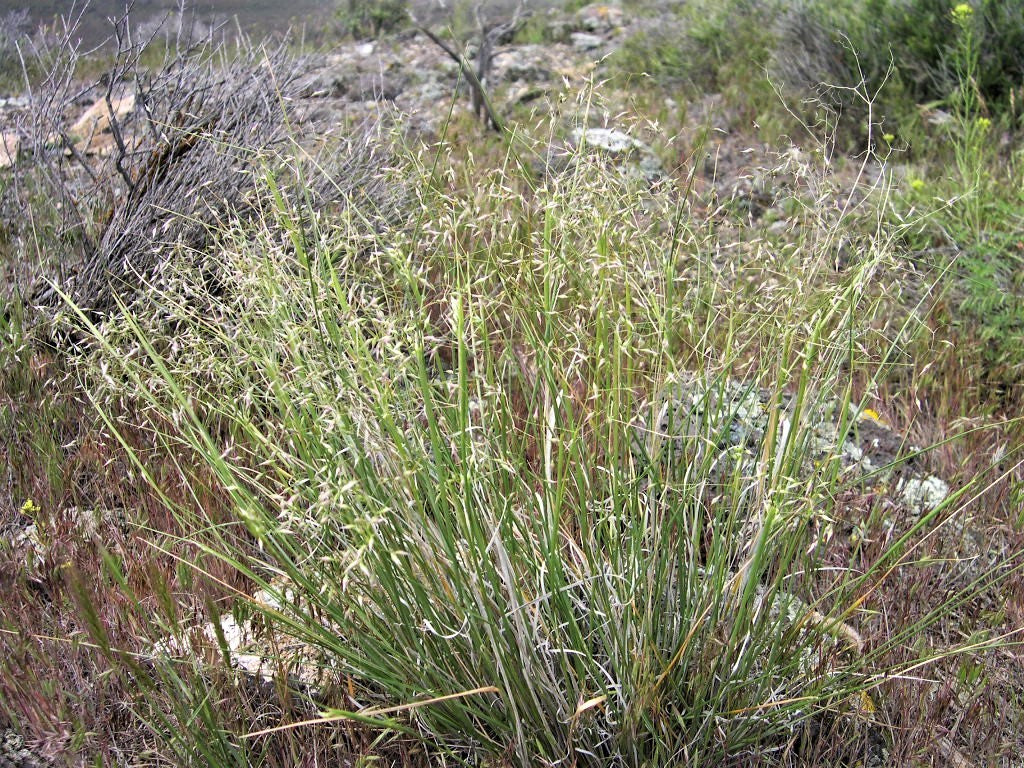 500 INDIAN RICEGRASS Nezpar Oryzopsis Hymenoides Stipa Sand Rice Grass Millet Grain Seeds - Image 7