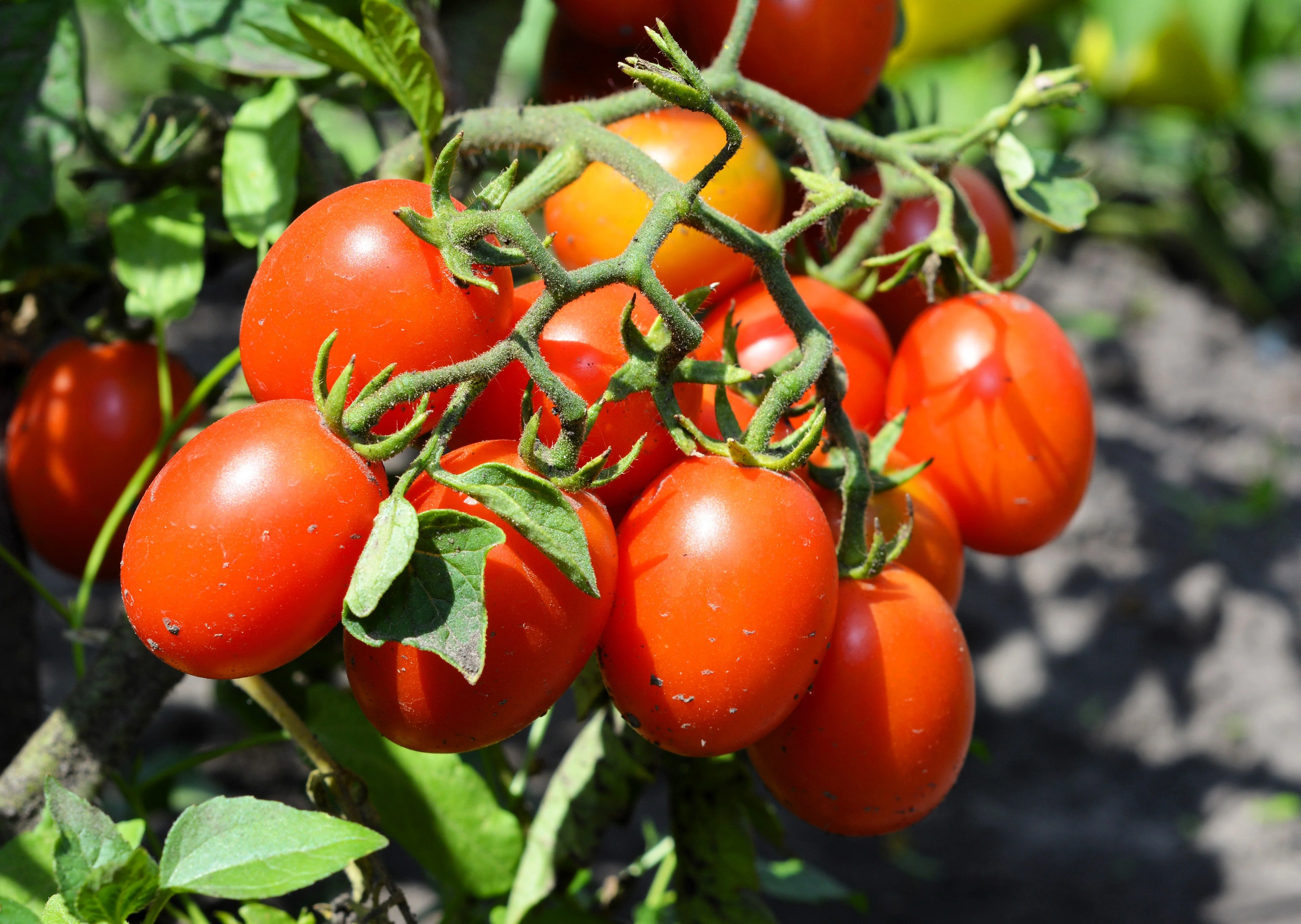 500 ITALIAN ROMA TOMATO Lycopersicon Lycopersicum Fruit Vegetable Seeds - Image 3