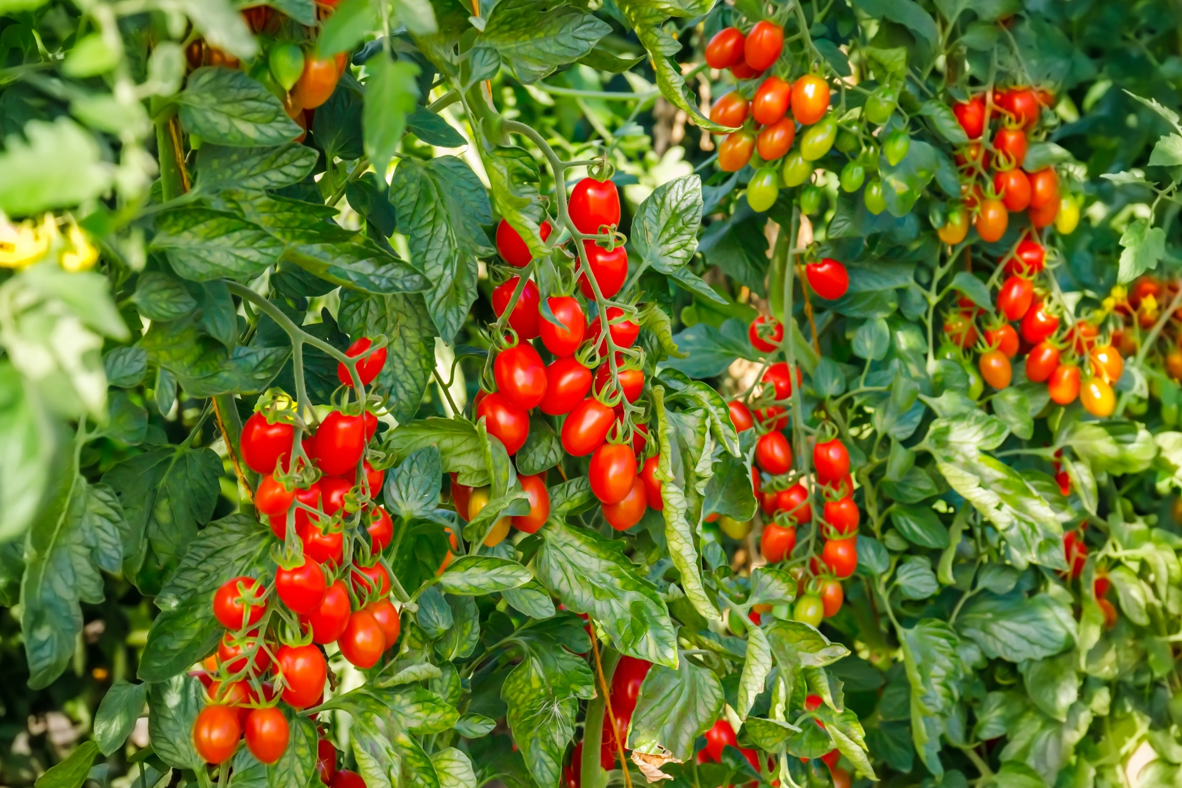 500 ITALIAN ROMA TOMATO Lycopersicon Lycopersicum Fruit Vegetable Seeds - Image 5