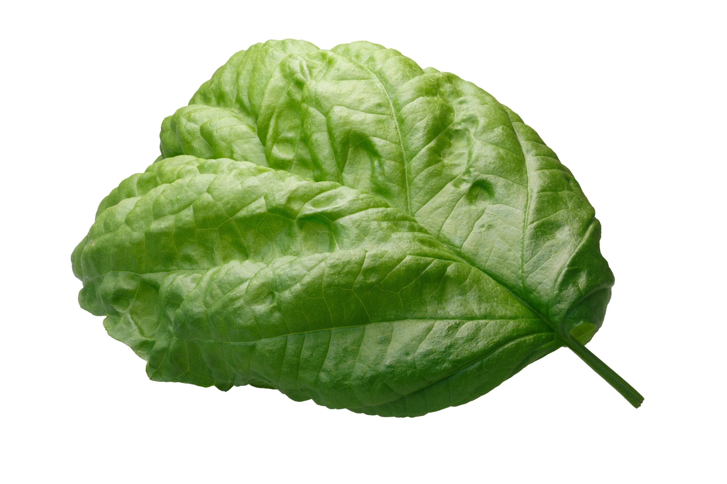 500 LETTUCE LEAF BASIL Ocimum Basilicum Huge Leaves Herb Seeds - Image 5