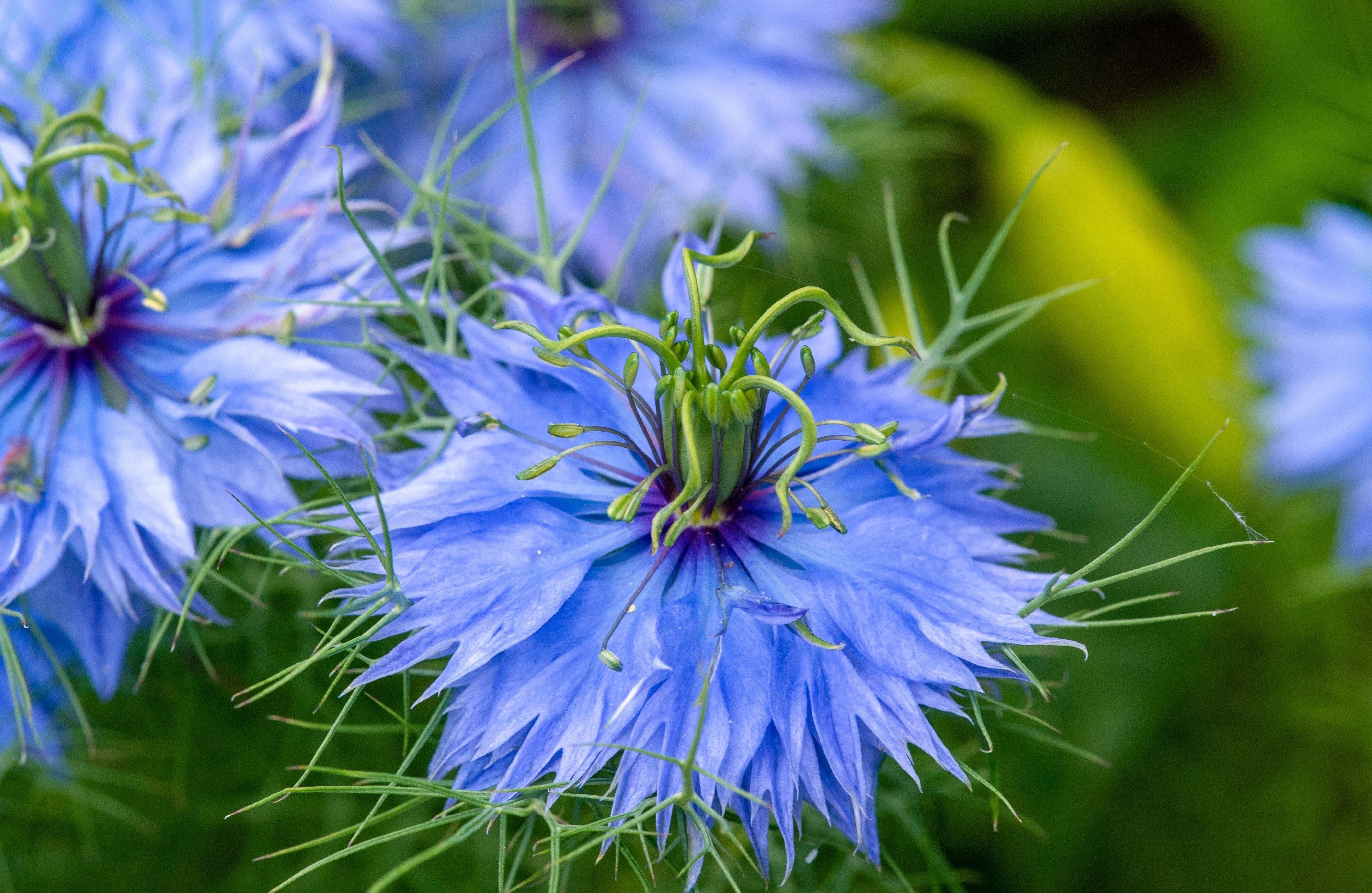 500 LOVE IN A MIST Miss Jekyll Blue ( Fennel Flower ) Nigella Damascena Flower Seeds - Image 5