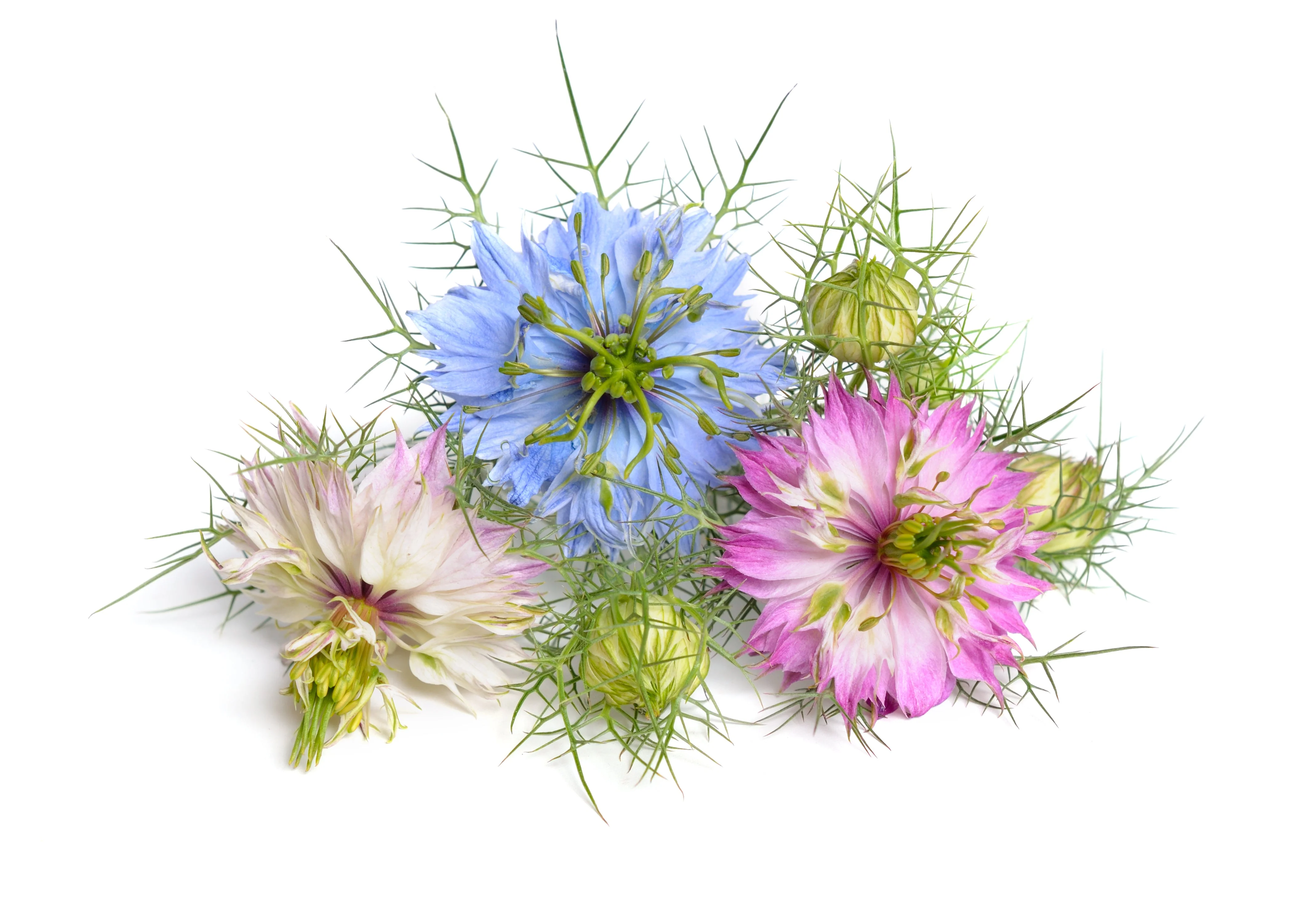500 LOVE In A MIST PERSIAN Jewels Mixed Colors (Fennel Flower) Nigella Damascena Flower Seeds - Image 9