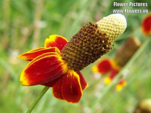 500 MEXICAN HAT Ratibida Columnaris Flower Seeds - Image 2