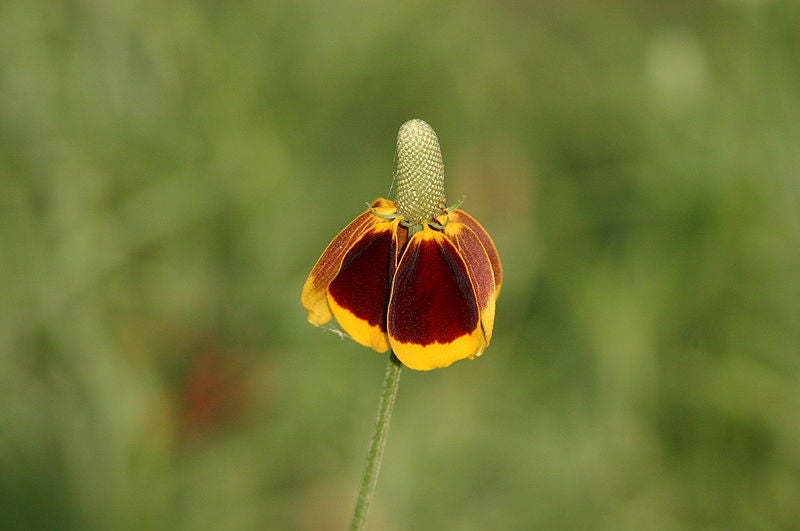 500 MEXICAN HAT Ratibida Columnaris Flower Seeds - Image 4