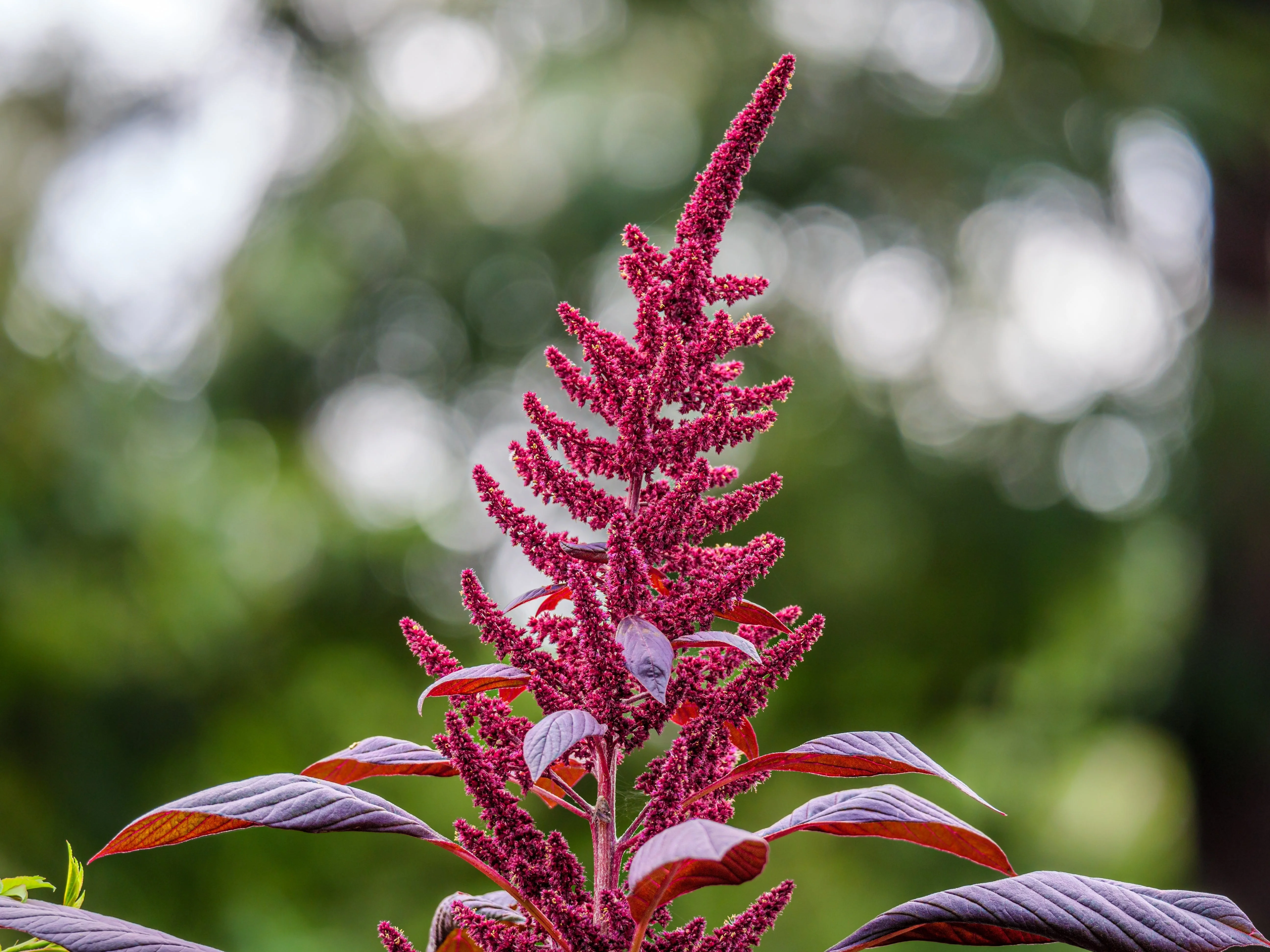 500 MIDNIGHT RED AMARANTHUS Cruentus Amaranth Flower Leaf Vegetable Seeds - Image 6