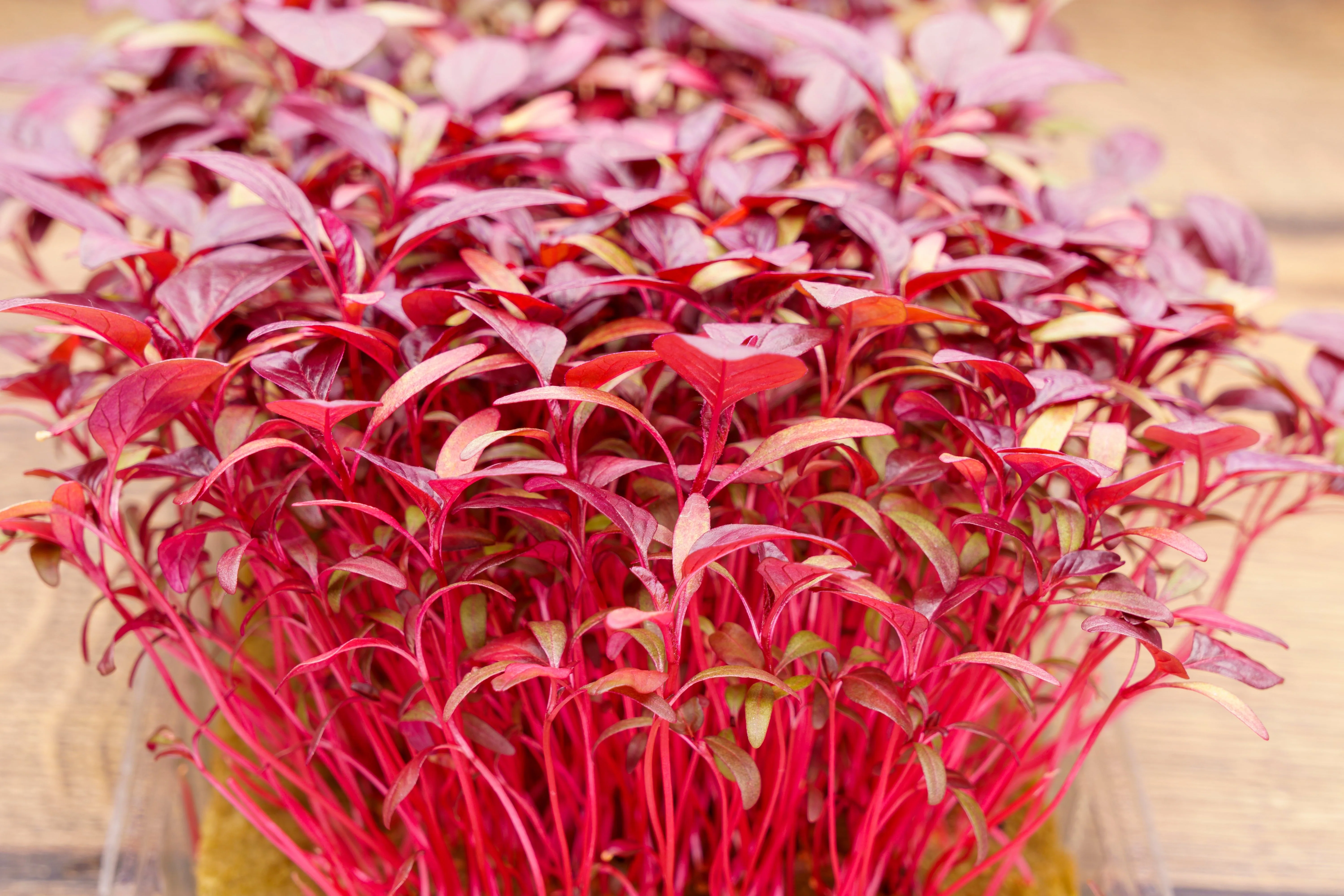 500 MIDNIGHT RED AMARANTHUS Cruentus Amaranth Flower Leaf Vegetable Seeds - Image 8