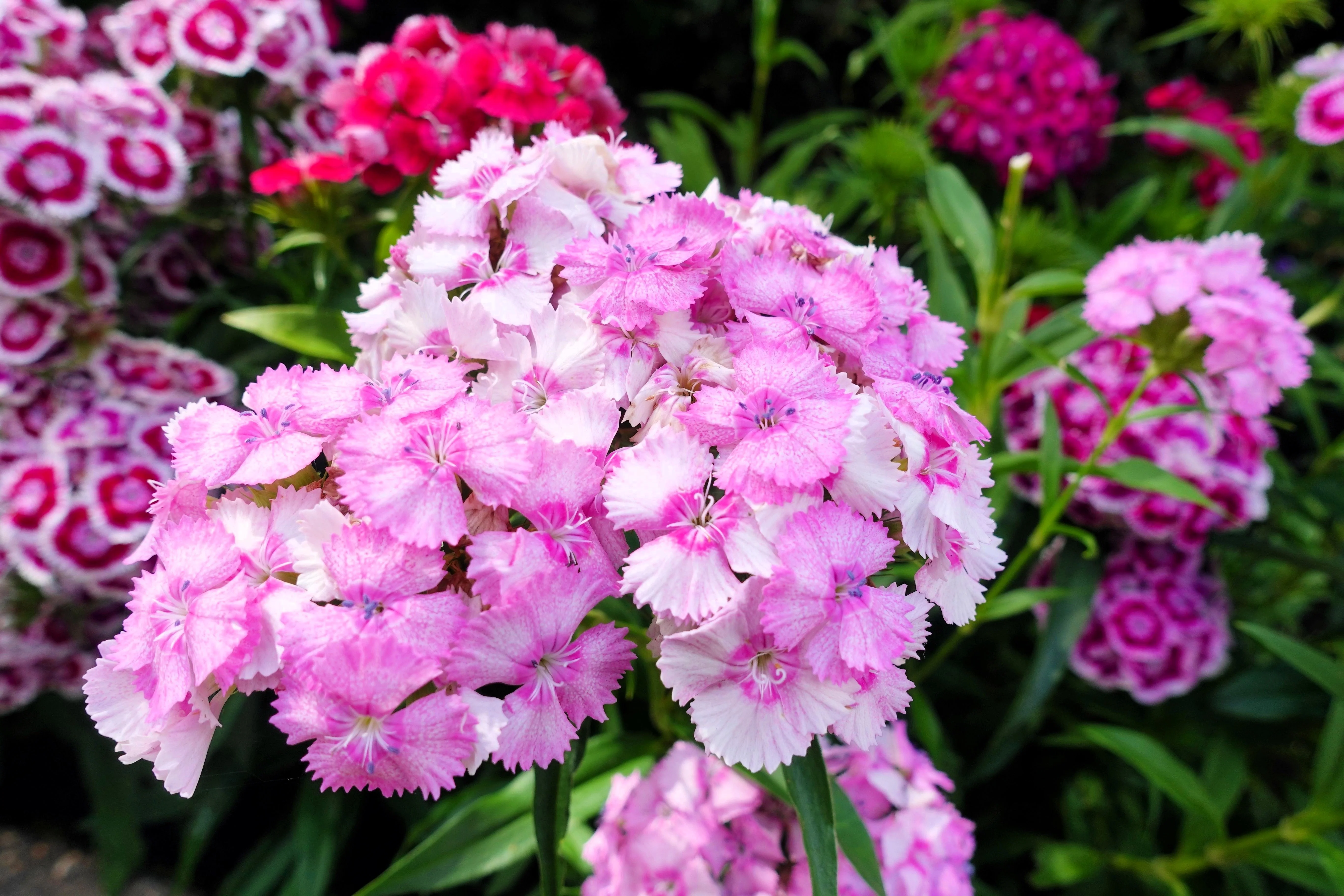 500 MIXED CHINESE PINKS China Rainbow Pink Dianthus Chinensis Bicolor Flower Seeds - Image 9