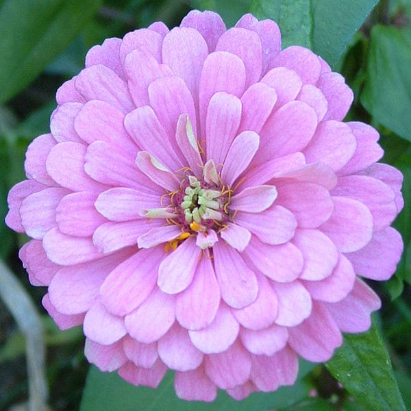 500 Mixed Colors CALIFORNIA GIANT ZINNIA Elegans Flower Seeds - Image 8