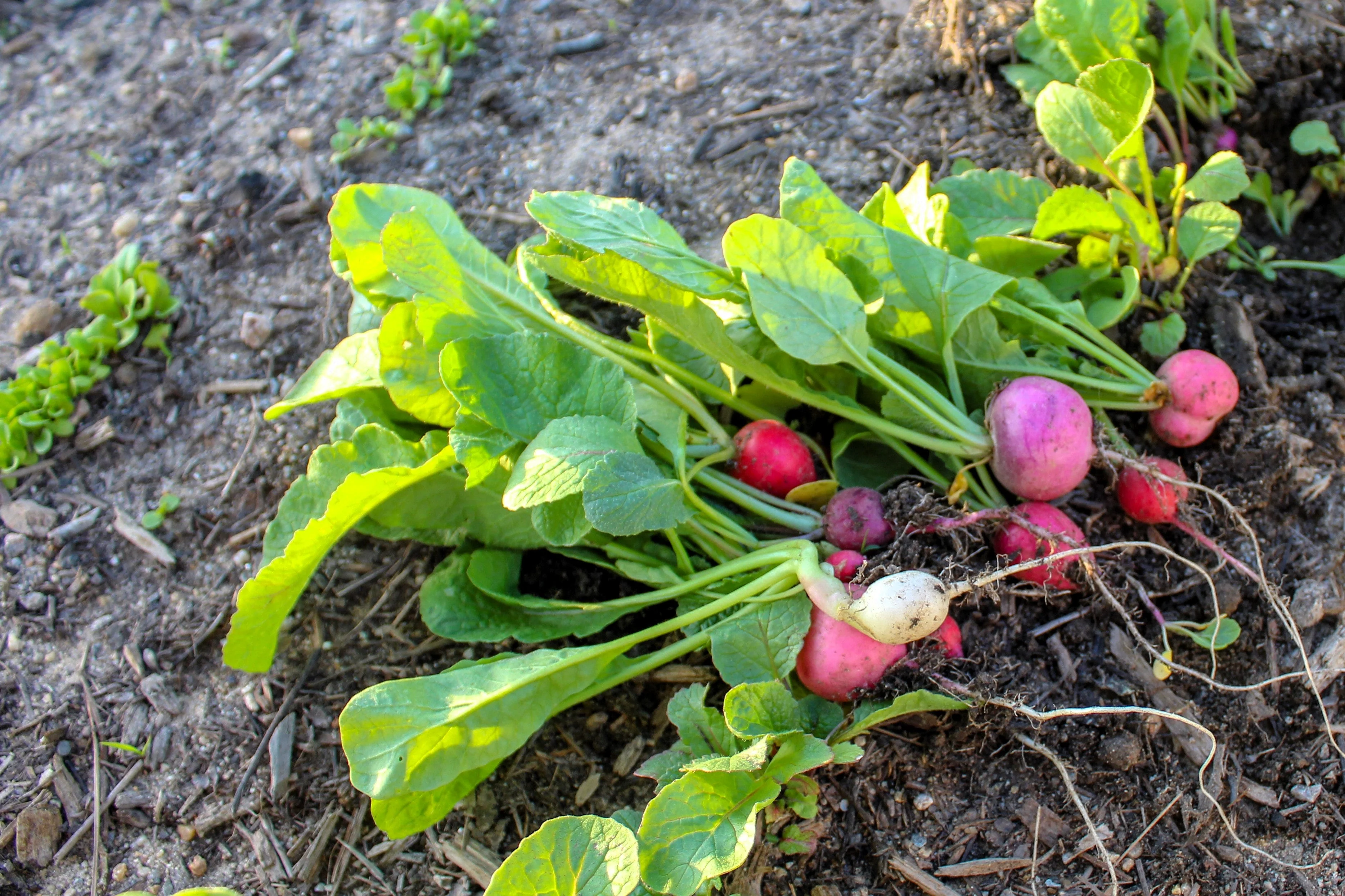 500 Mixed Colors EASTER EGG RADISH Raphanus Sativus Vegetable Seeds - Image 7