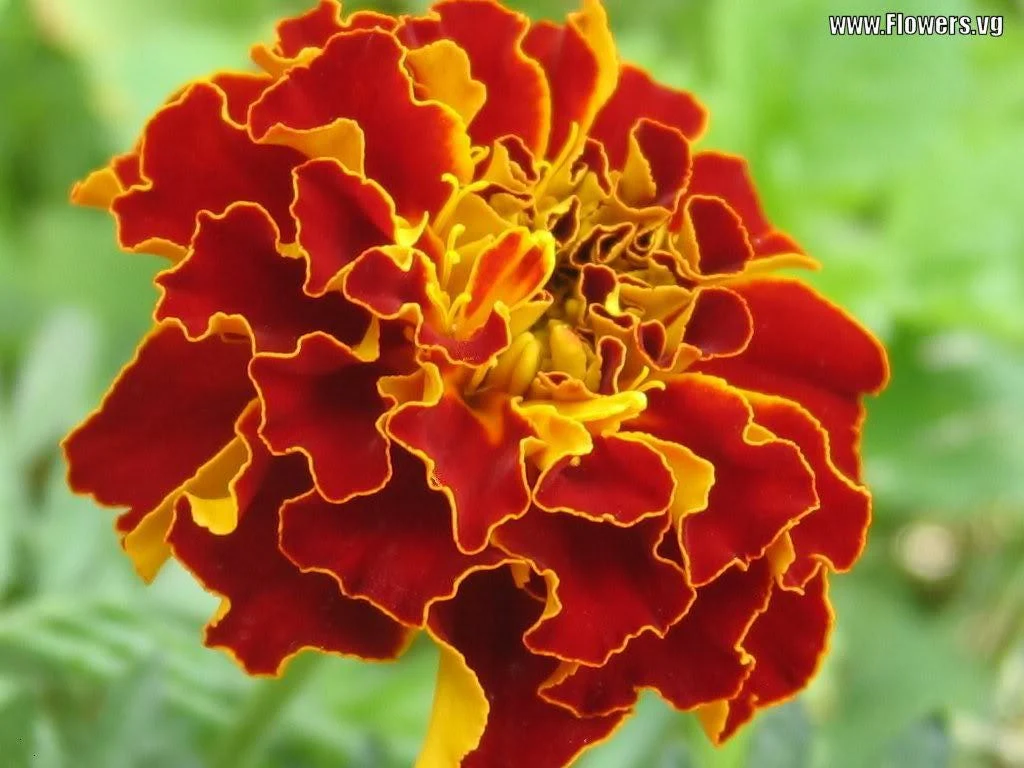 500 Mixed Colors FANCY MIX Pot MARIGOLD Calendula Officinalis Flower Seeds - Image 2