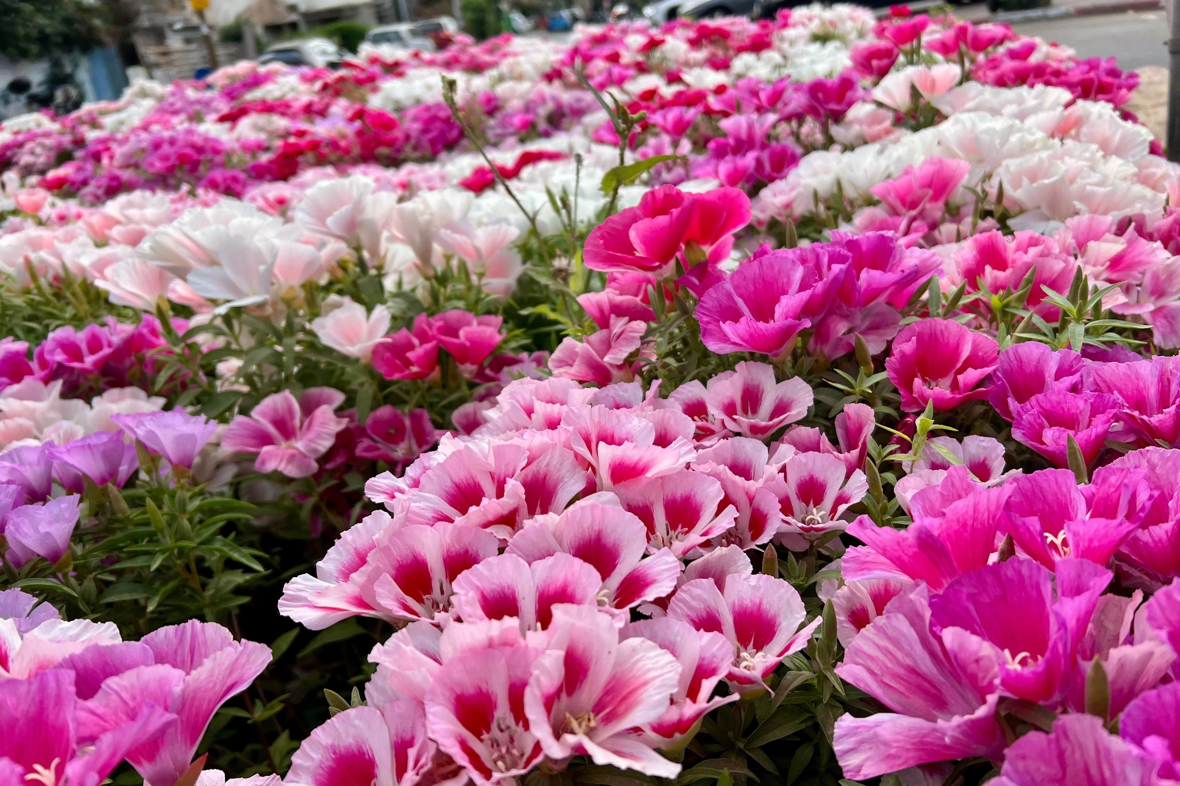 500 MIXED COLORS GODETIA Clarkia Amoena Flower Seeds - Image 9