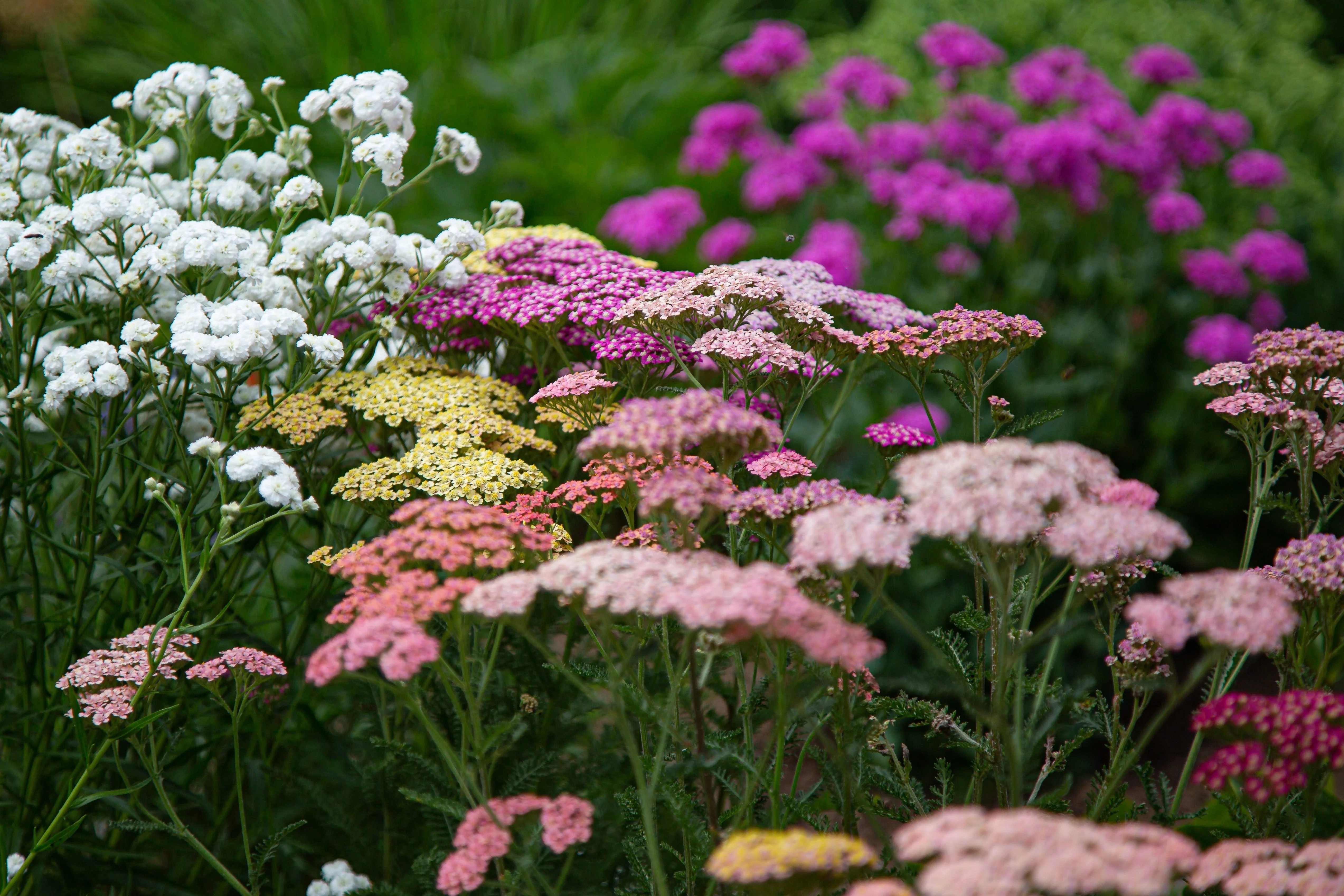 500 MIXED SUMMER YARROW Achillea Millefolium Red Pink White Gold Peach Herb Flower Seeds - Image 10