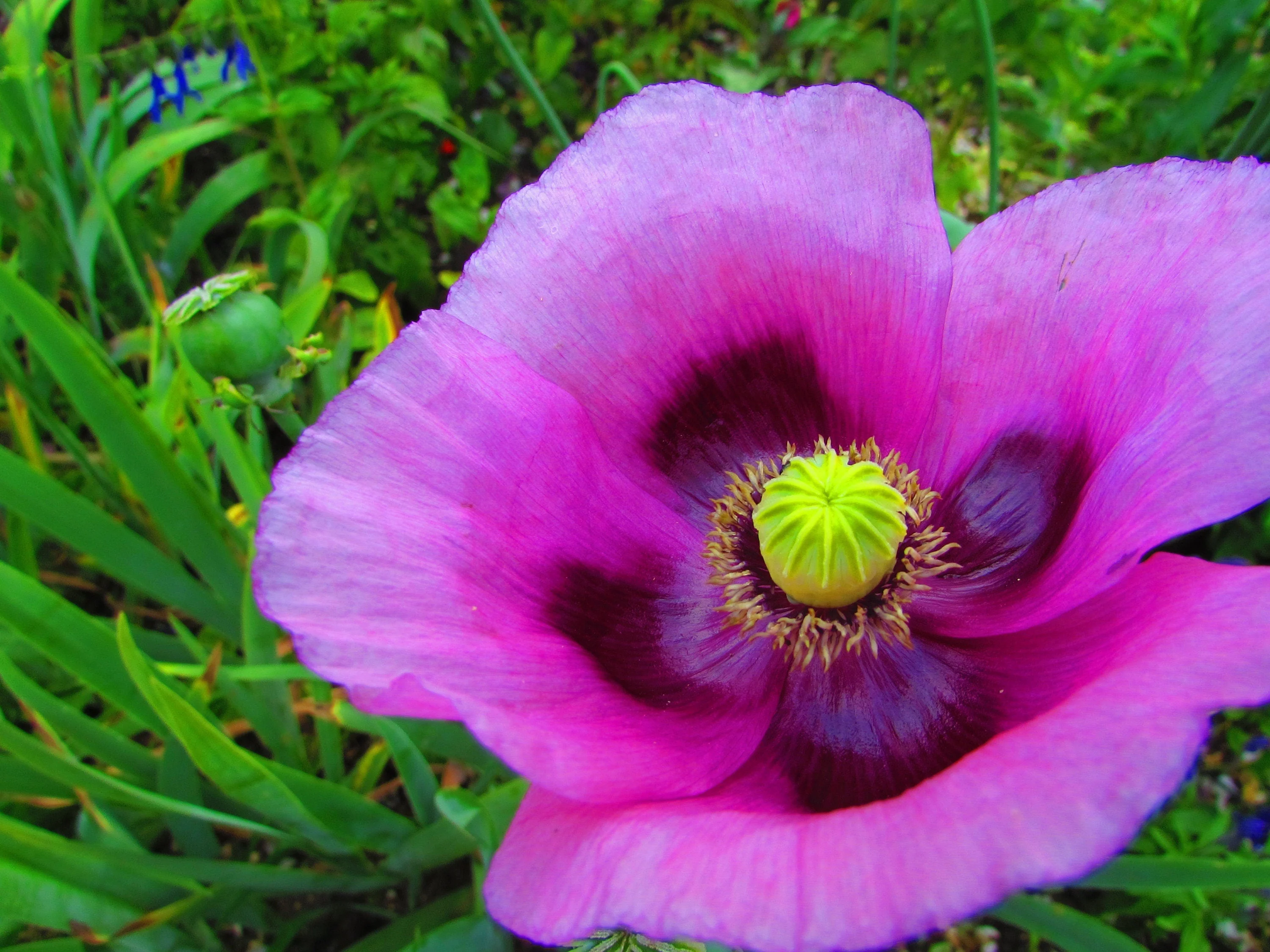 500 Organic TURKISH BLUE POPPY Heirloom Papaver Somniferum Purple to Red Flower Seeds - Image 6