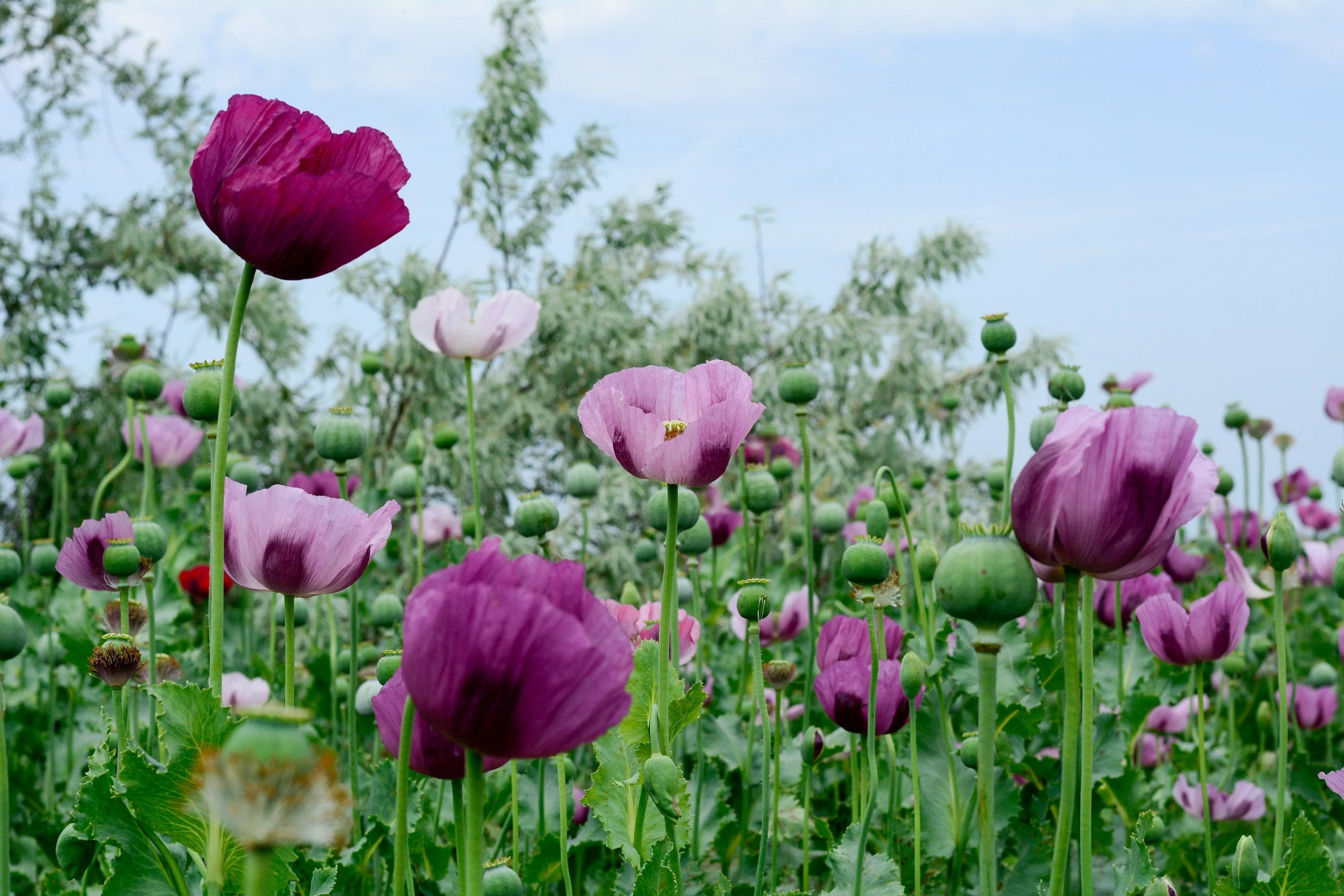 500 Organic TURKISH BLUE POPPY Heirloom Papaver Somniferum Purple to Red Flower Seeds - Image 7