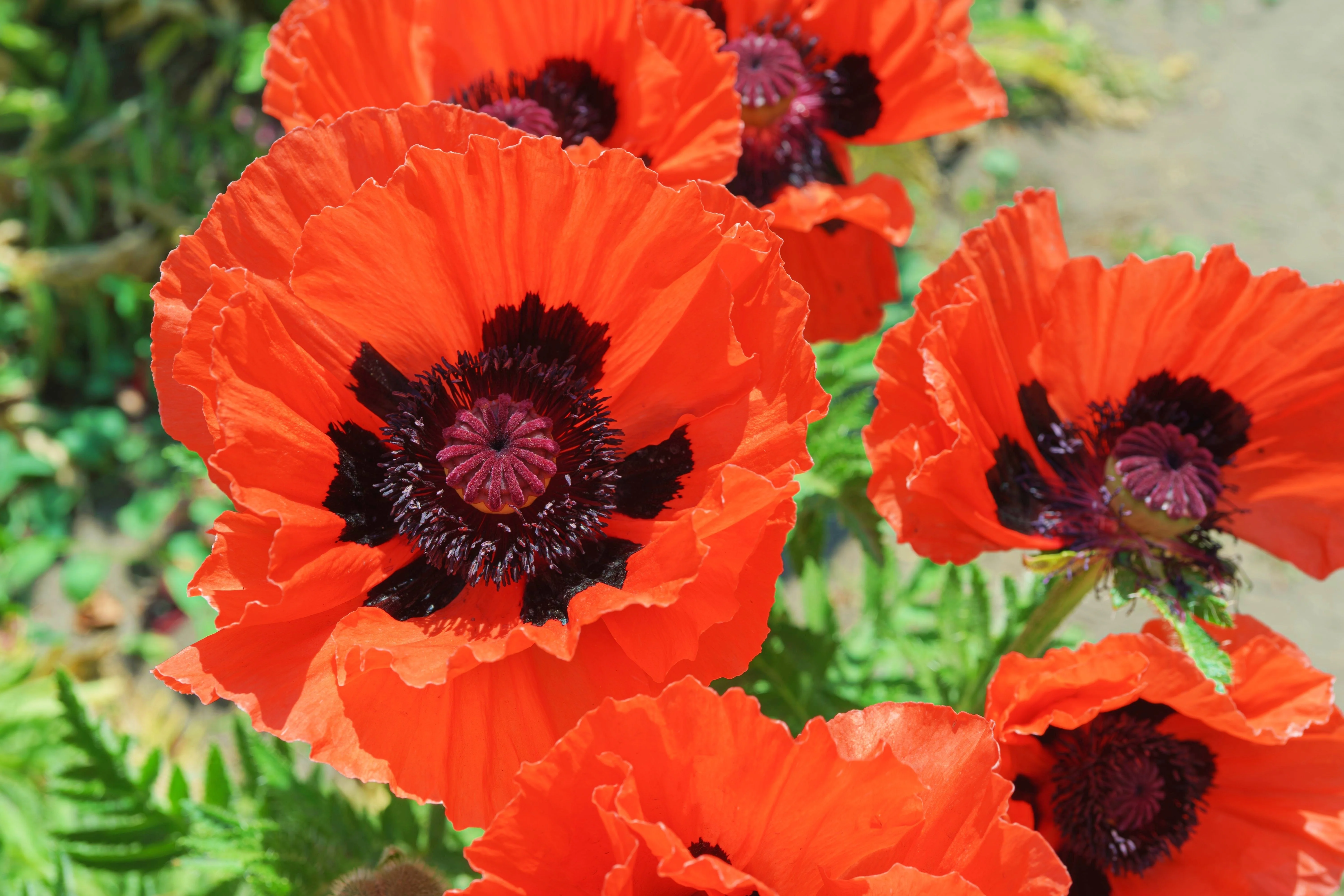 500 ORIENTAL RED Mix POPPY Papaver Orientale Flower Seeds - Image 7