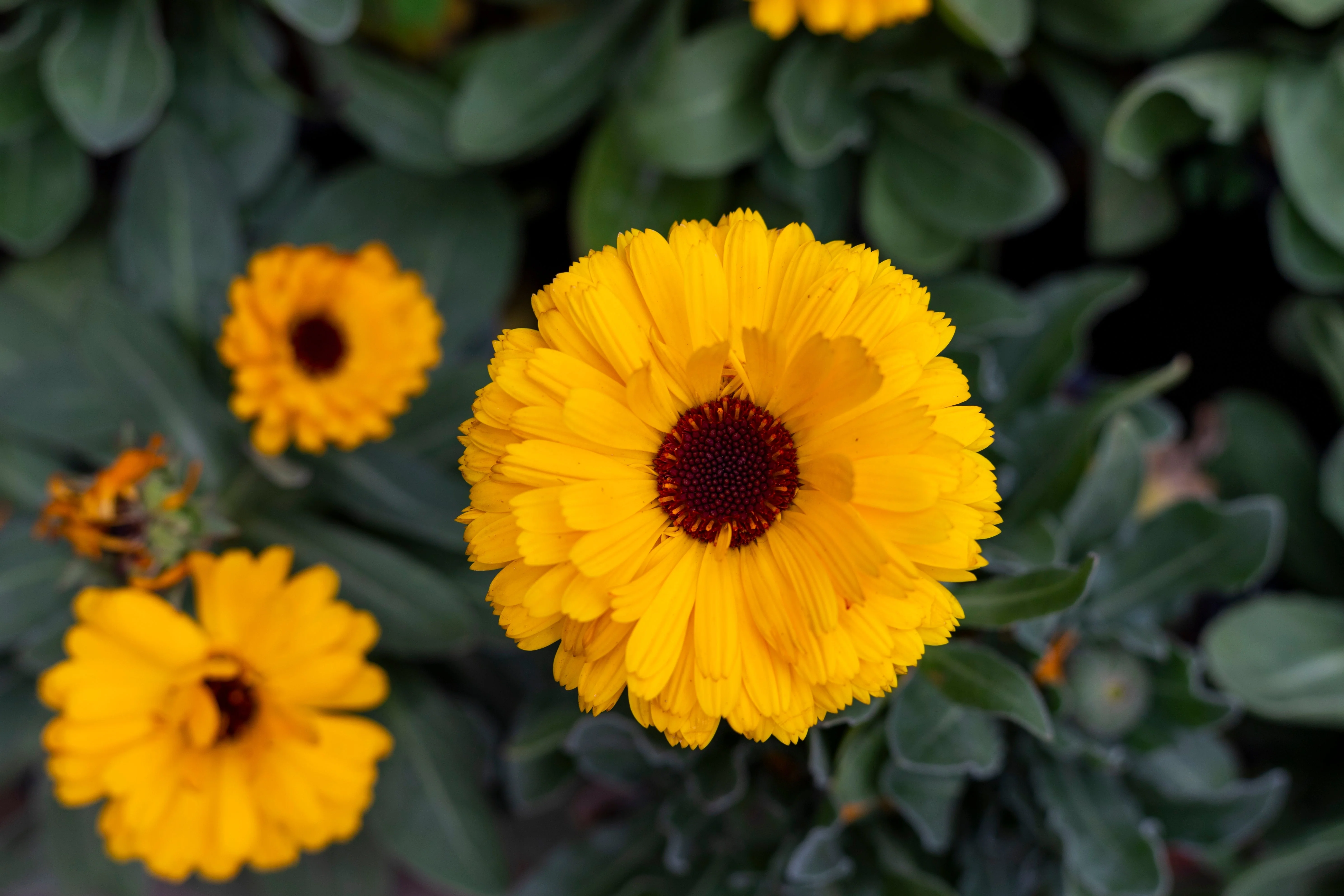 500 PACIFIC Beauty YELLOW MARIGOLD Calendula Officinalis Flower Seeds - Image 7