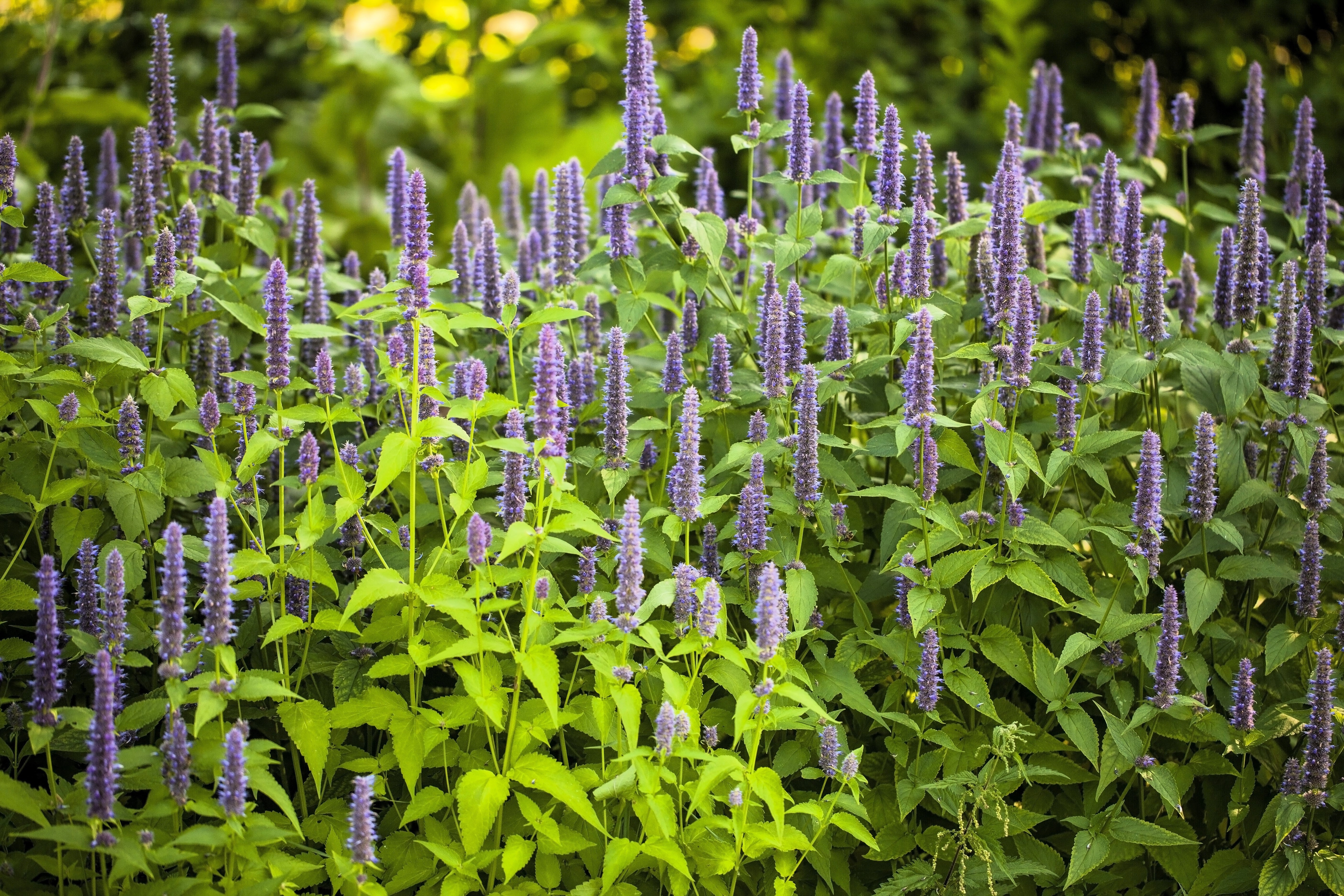 500 PURPLE ANISE HYSSOP (Licorice Mint / Blue Giant) Agastache Foeniculum Herb Flower Seeds - Image 5